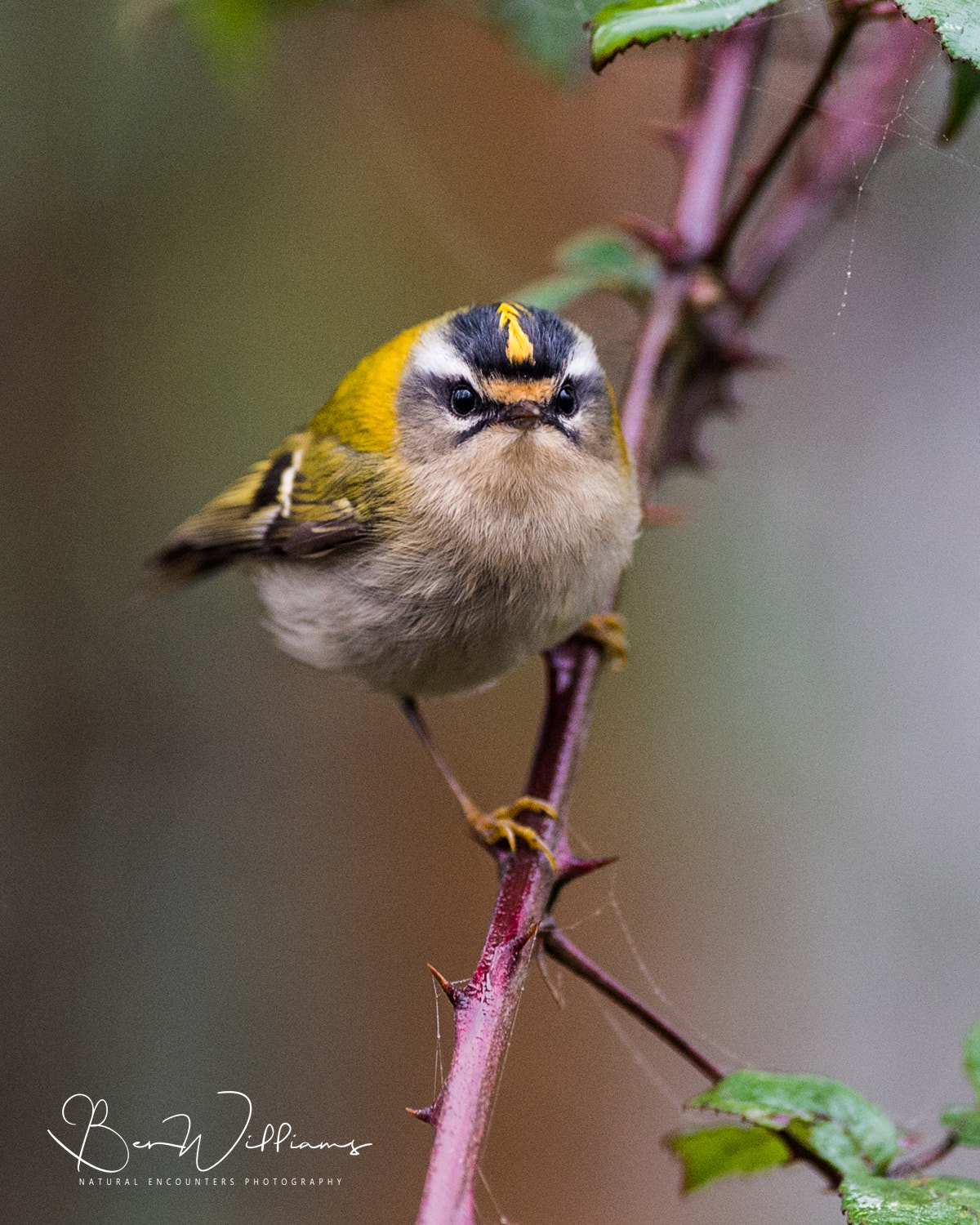 Nikon AF-S Nikkor 300mm F2.8G ED VR II sample photo. Firecrest photography