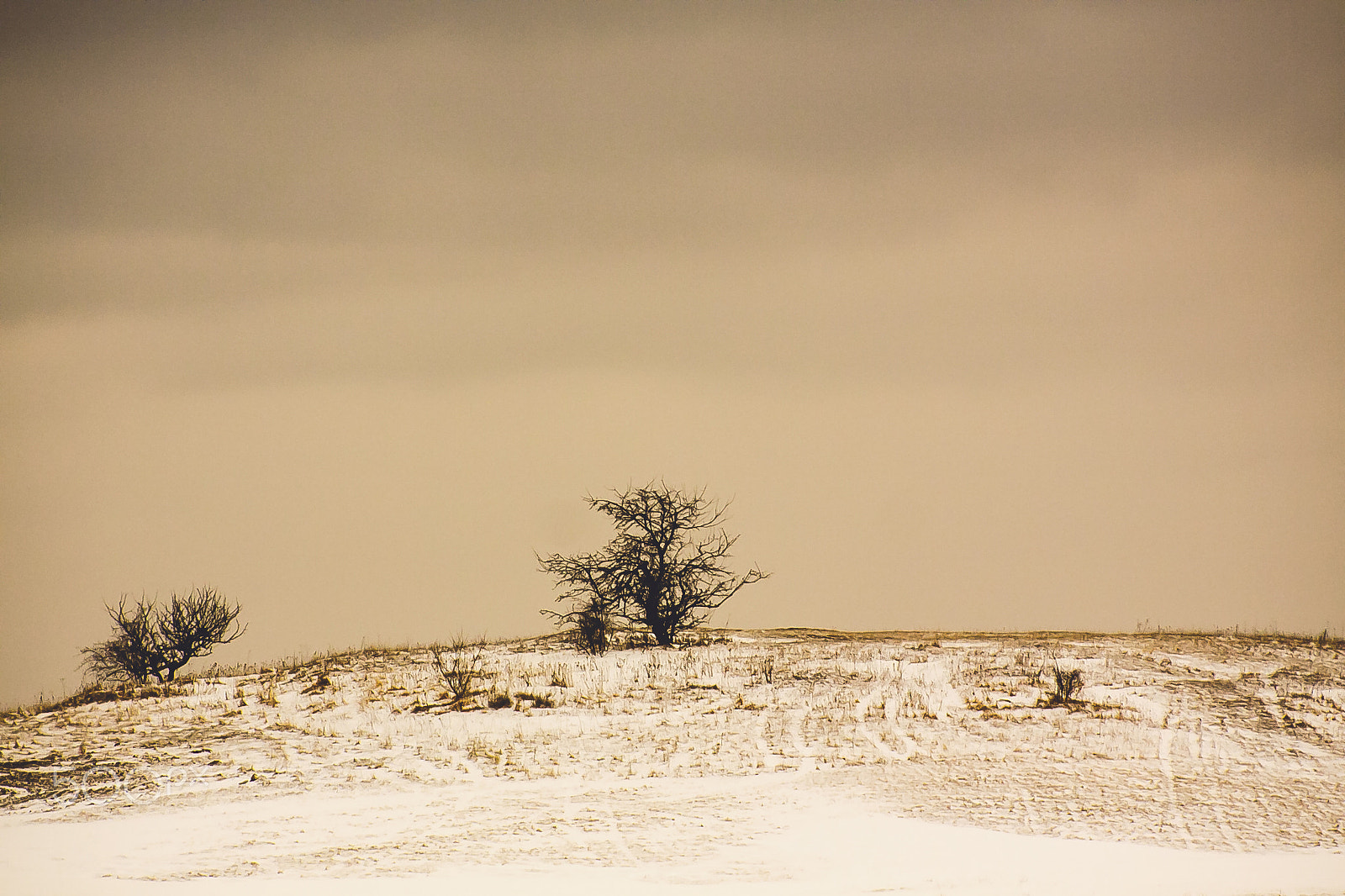 Canon EOS 50D + EF75-300mm f/4-5.6 sample photo. Alone photography