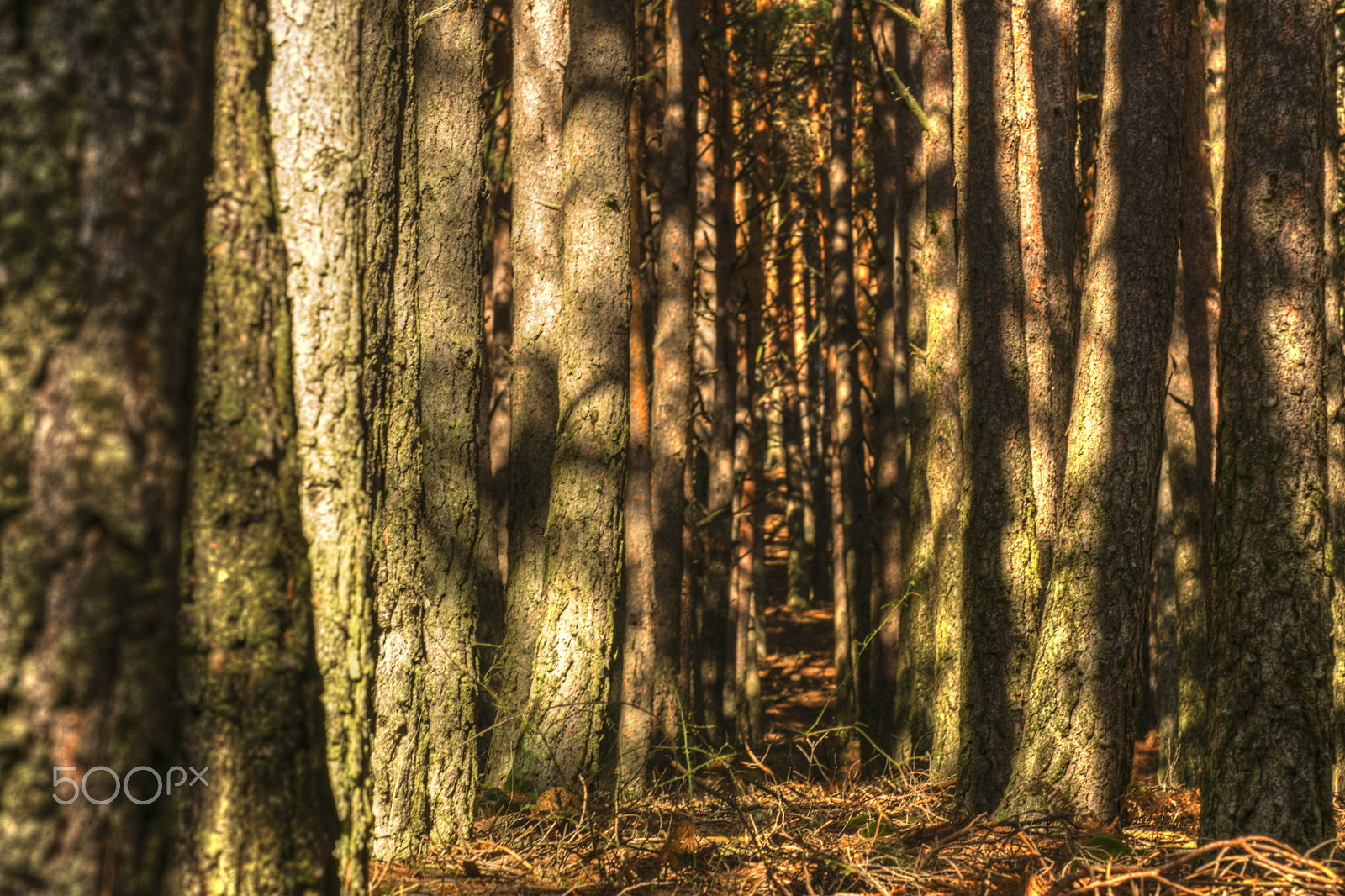 Sigma 150mm F2.8 EX DG Macro HSM sample photo. The corridor photography