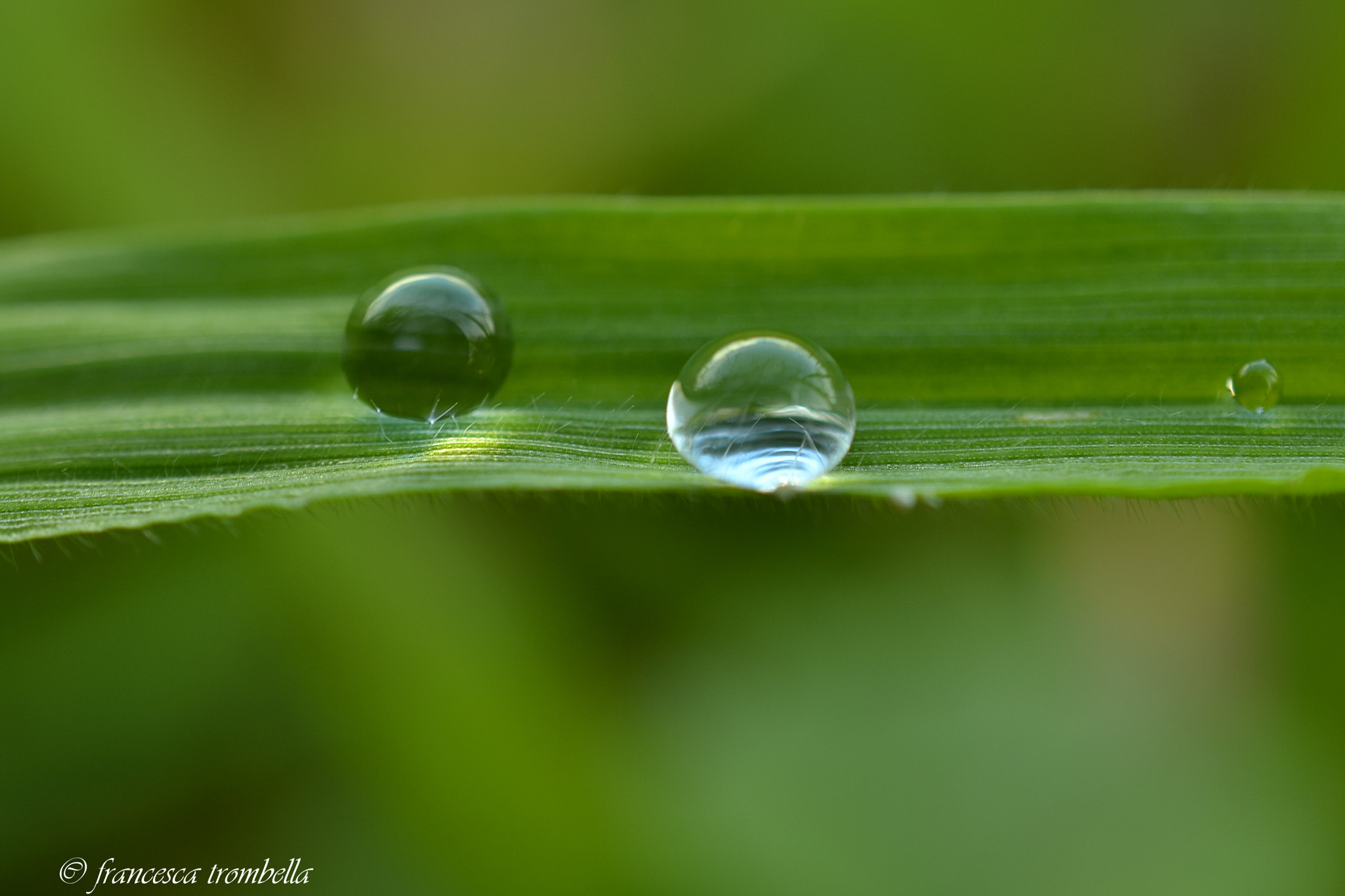 Nikon AF-S DX Micro Nikkor 40mm F2.8 sample photo. Gocce photography