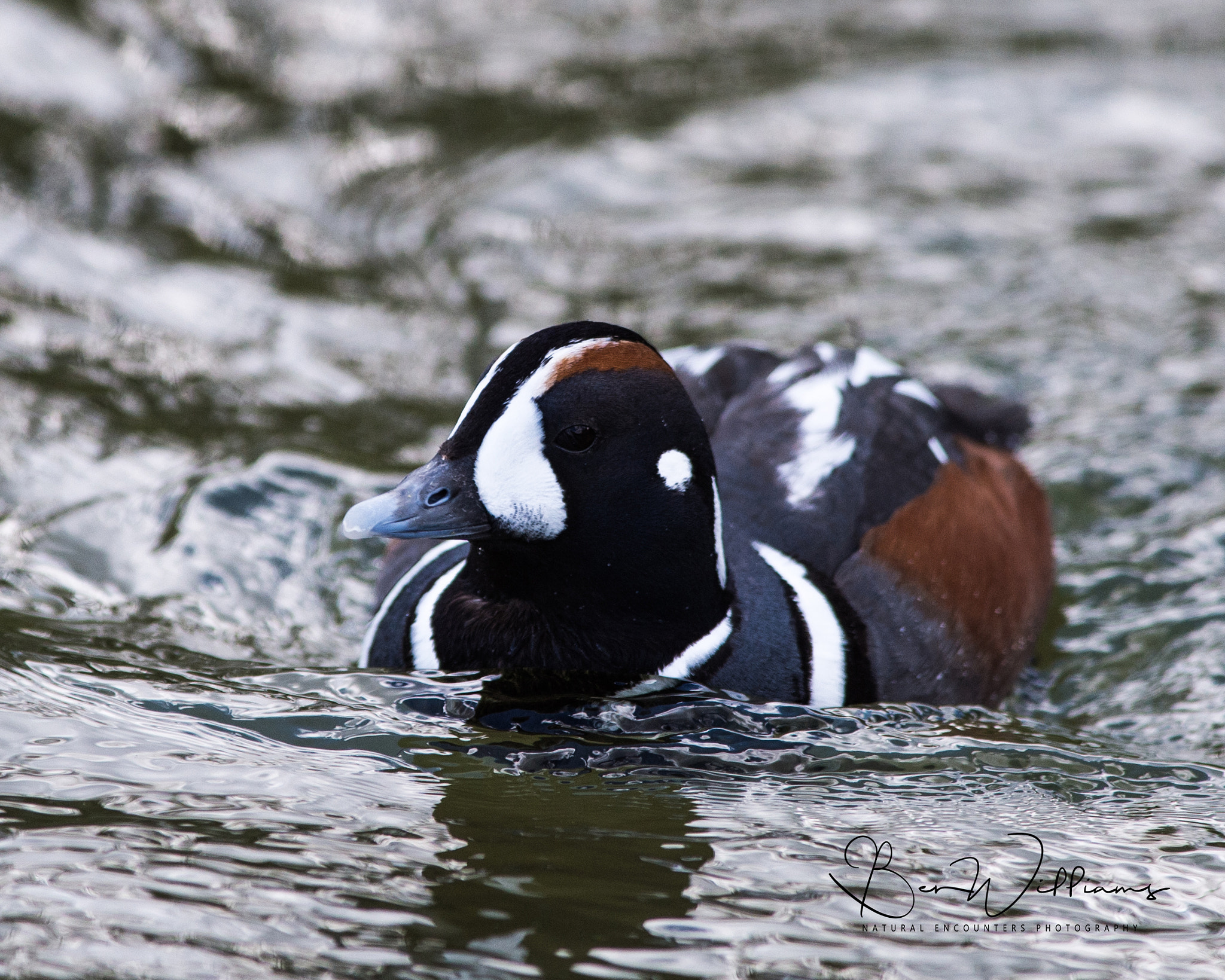 Nikon AF-S Nikkor 300mm F2.8G ED VR II sample photo. Male harlequin duck photography