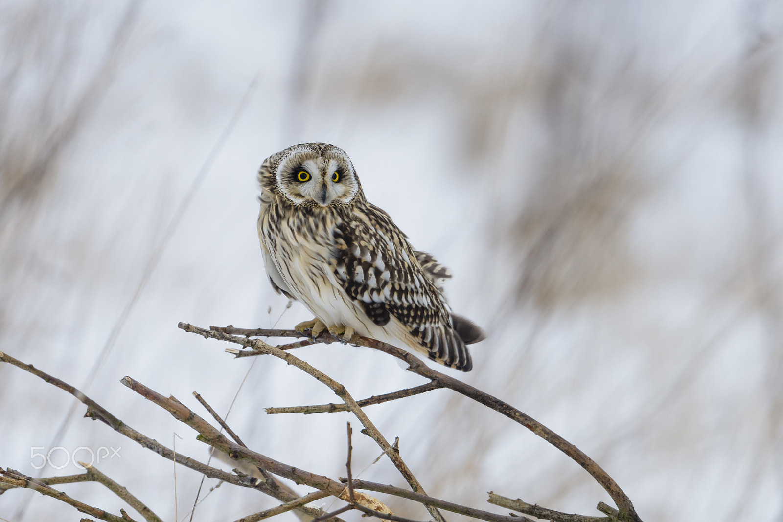 Nikon D810 + Nikon AF-S Nikkor 500mm F4G ED VR sample photo. Sumpfohreule, asio flammeus, wild short eared owl in winter snow photography