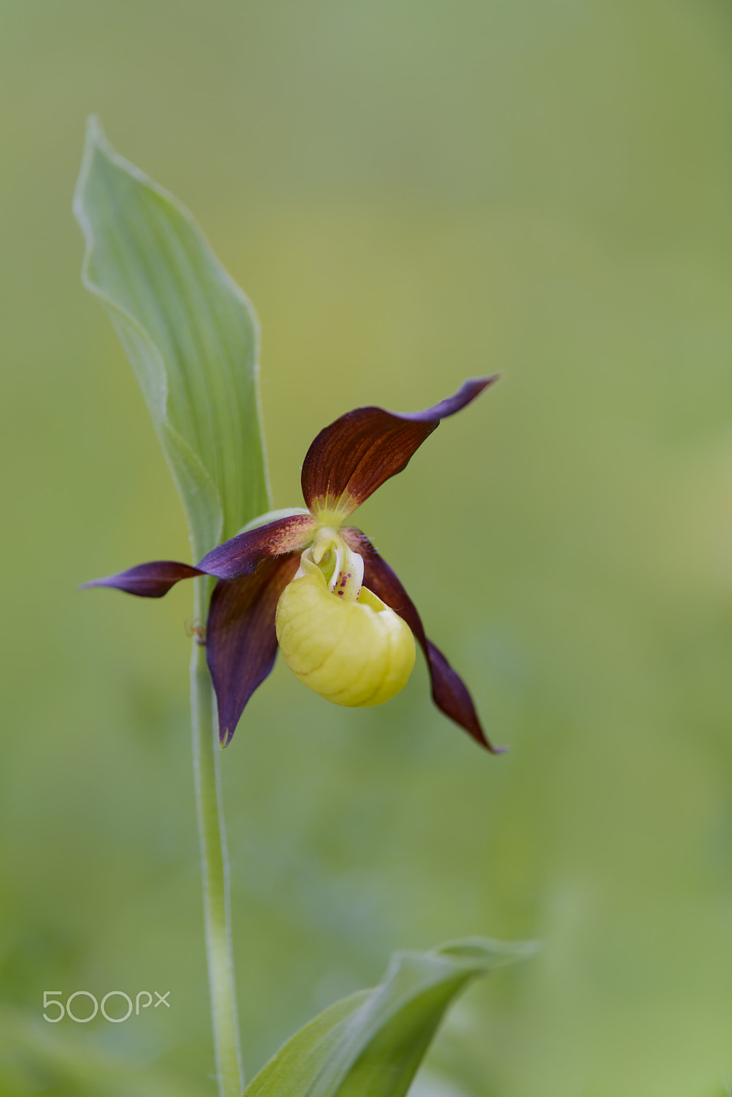Nikon D810 sample photo. Europaeischer frauenschuh, cypripedium calceolus, ladys slipper photography