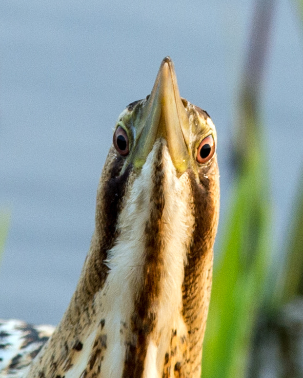 Nikon AF-S Nikkor 300mm F2.8G ED VR II sample photo. Bittern photography