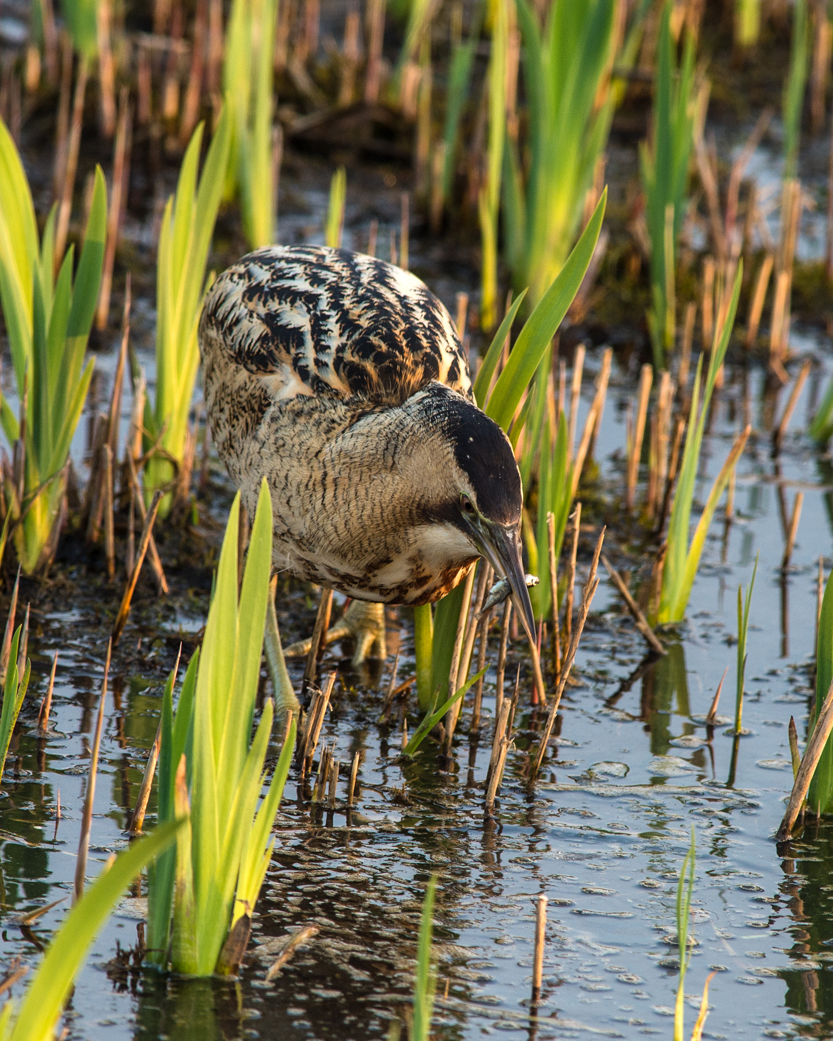 Nikon AF-S Nikkor 300mm F2.8G ED VR II sample photo. Bittern with stickleback photography