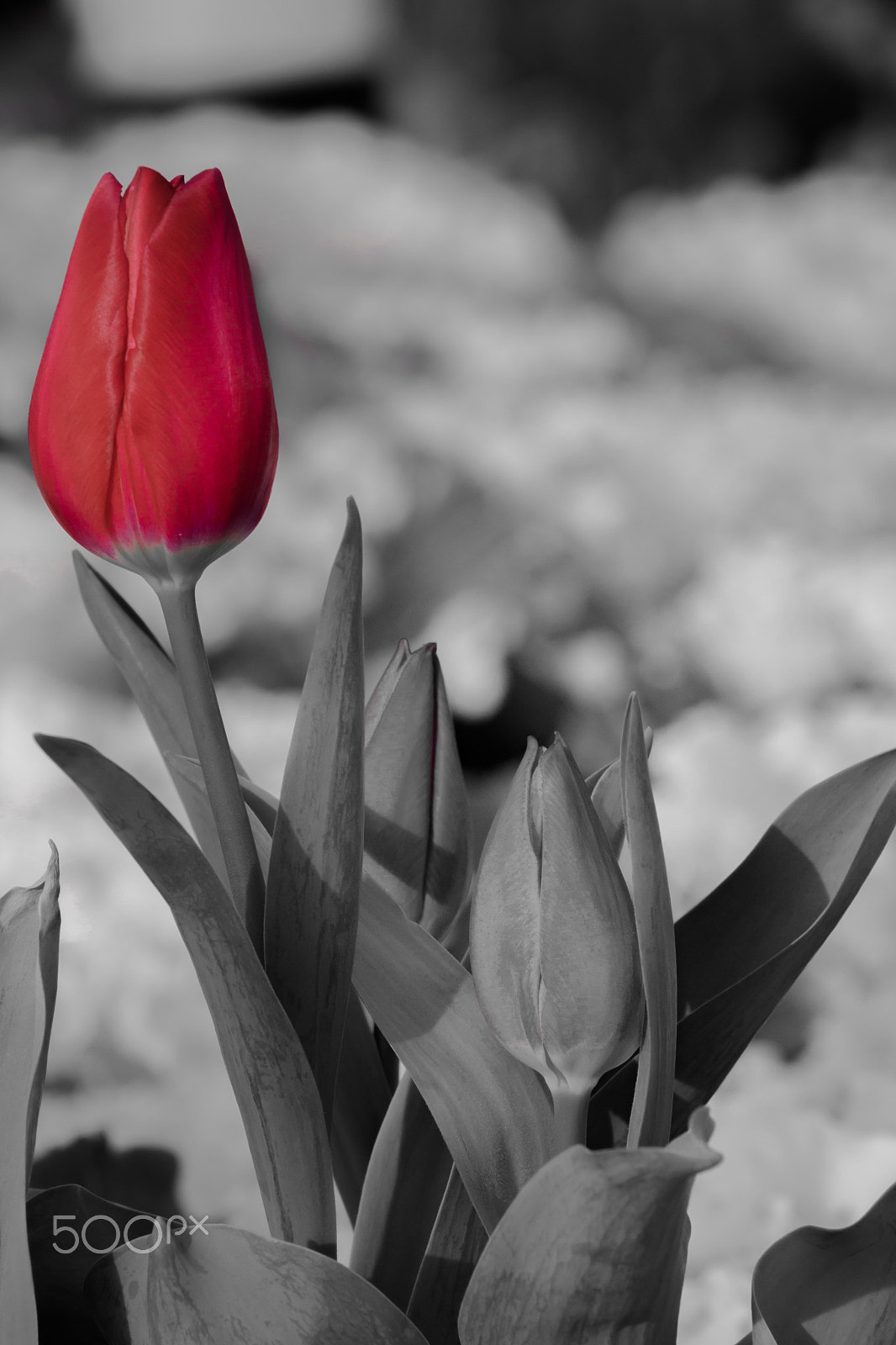 Nikon AF-S Nikkor 70-200mm F4G ED VR sample photo. Tulip photography