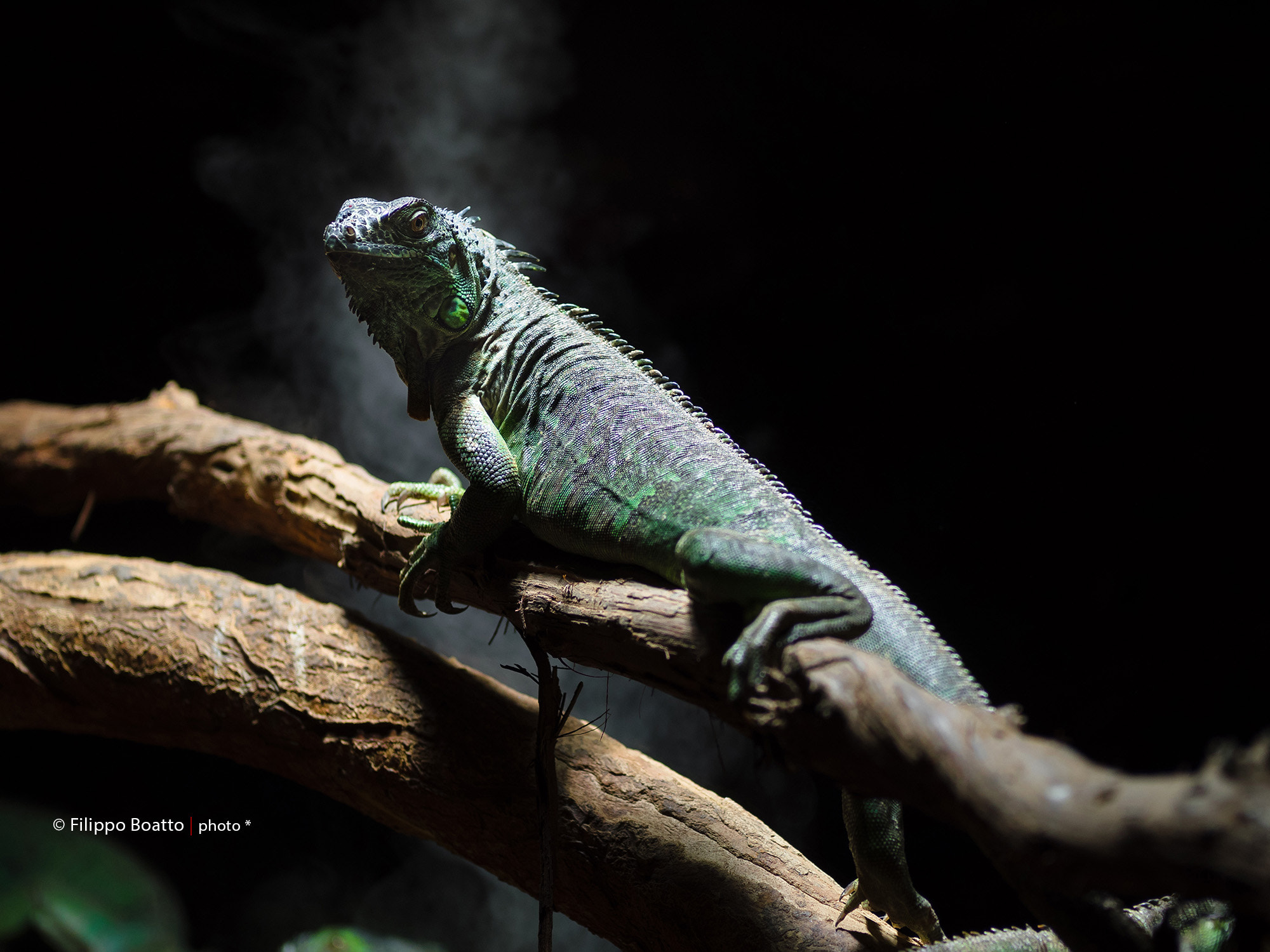 Olympus OM-D E-M1 sample photo. Iguana photography