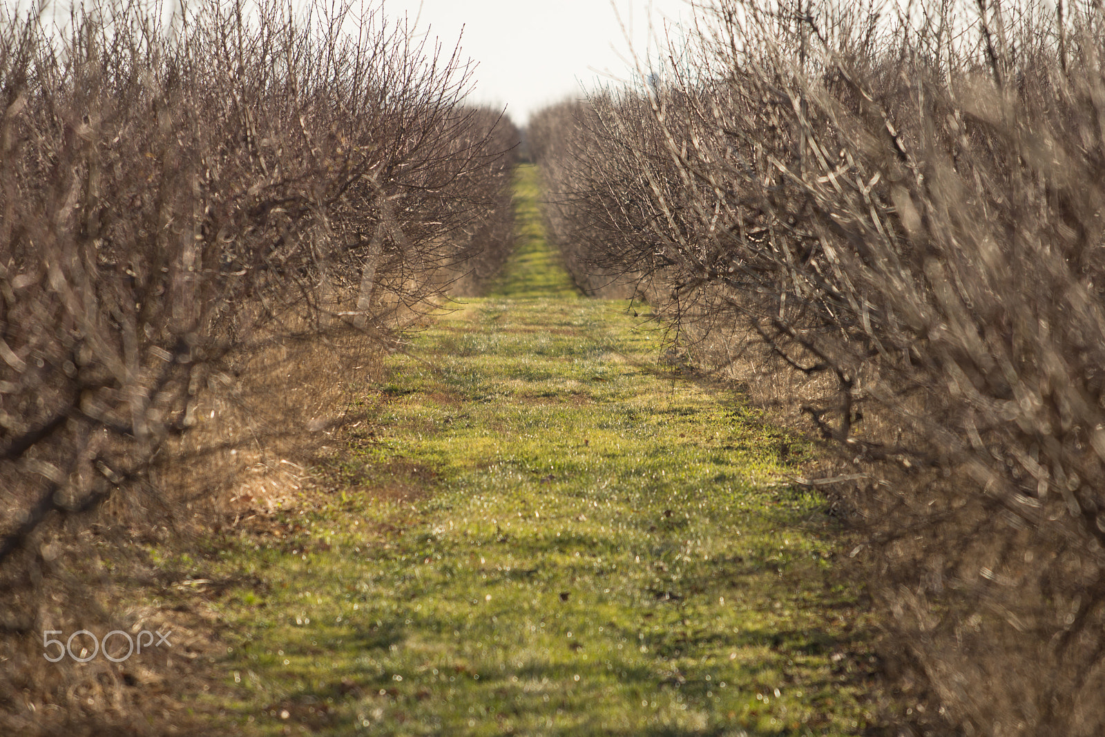 Nikon AF-S Nikkor 70-200mm F4G ED VR sample photo. Apple orchard photography