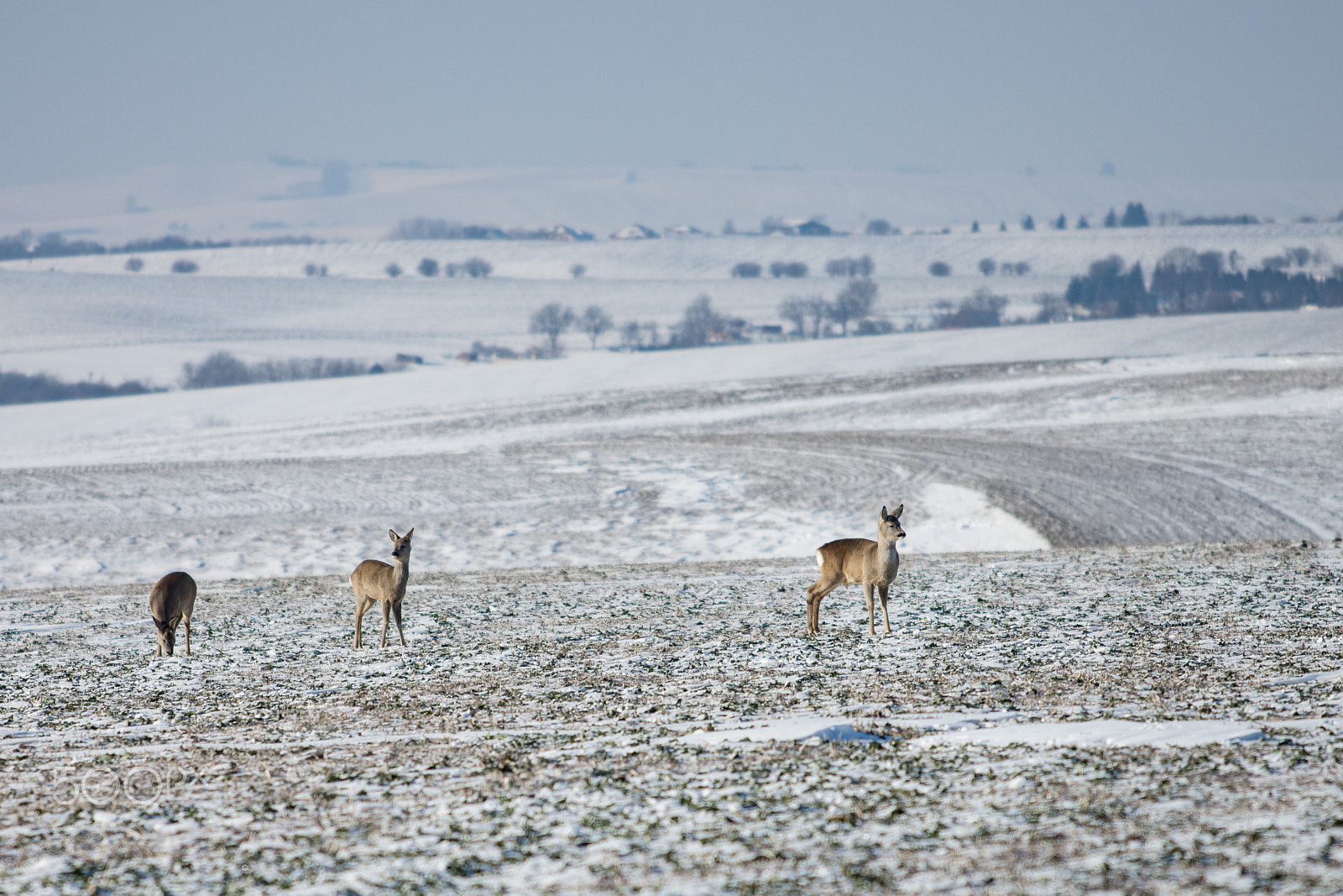Nikon AF-S Nikkor 70-200mm F4G ED VR sample photo. Roe deer herd photography
