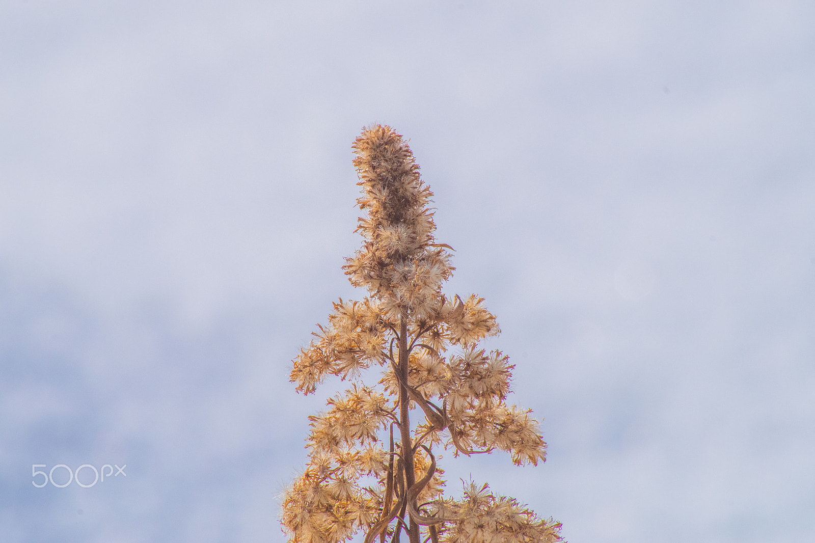 Pentax K-S2 sample photo. Flowers waiting for spring photography