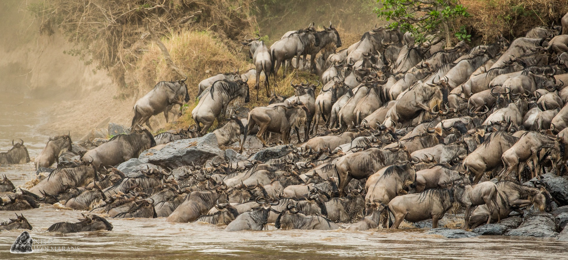 Canon EOS-1D X + Canon EF 200-400mm F4L IS USM Extender 1.4x sample photo. Crossing the mara river... photography