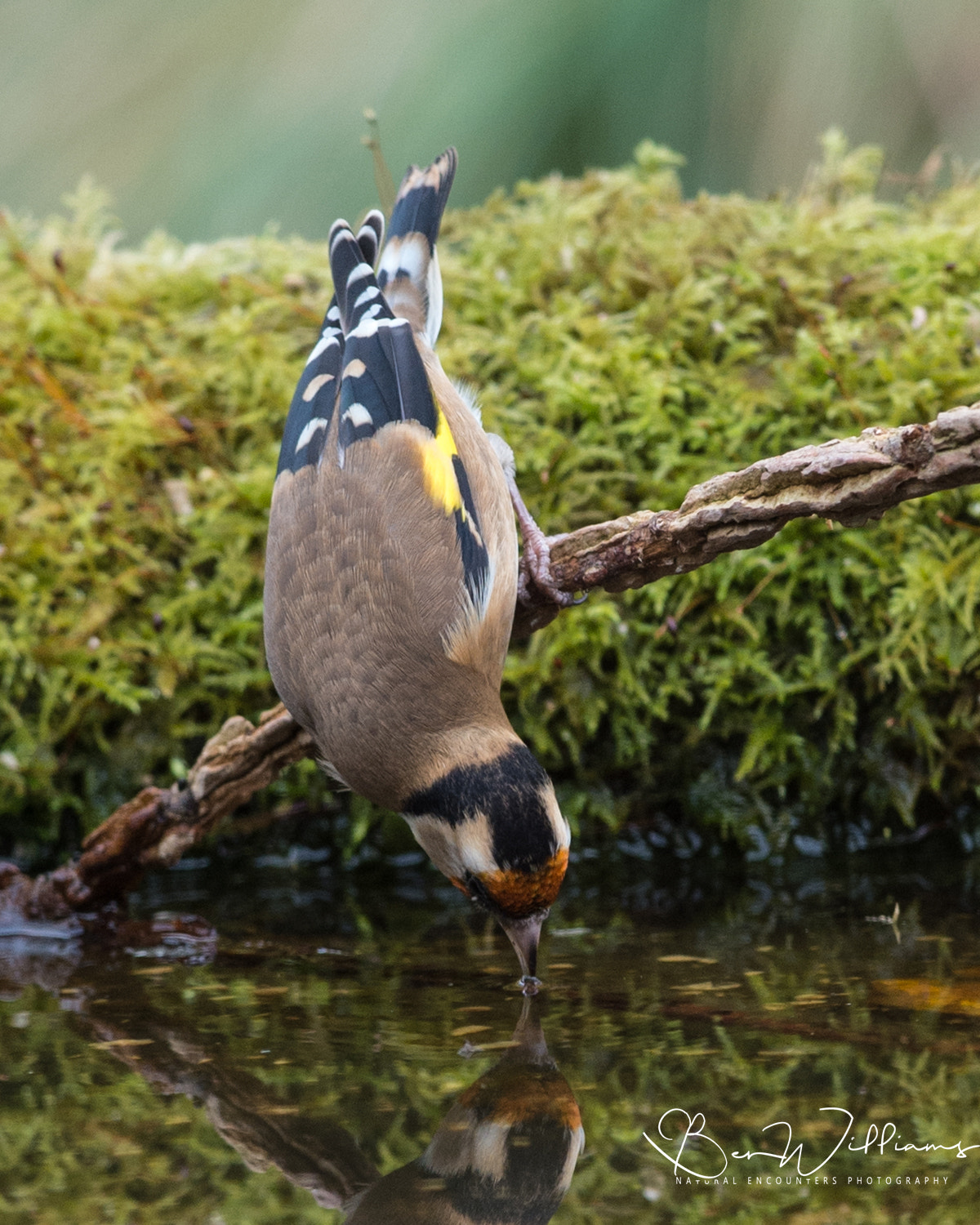 Nikon D4S + Nikon AF-S Nikkor 300mm F2.8G ED VR II sample photo. Goldfinch drinking in pool photography