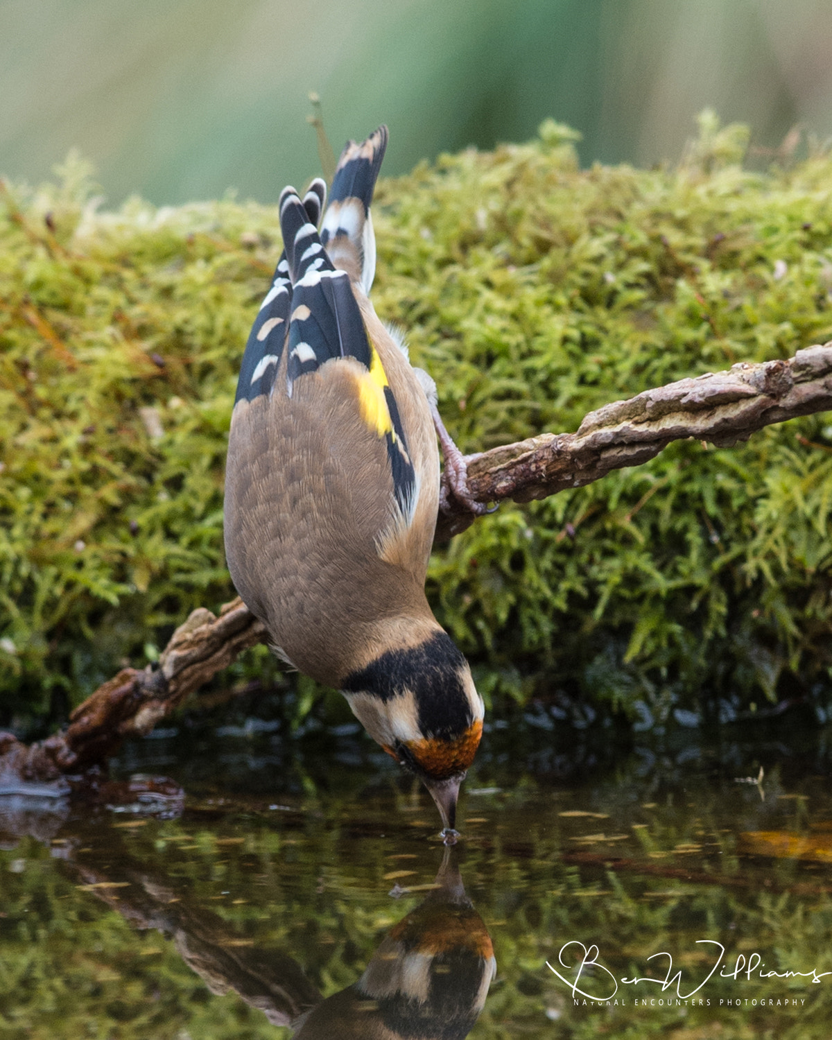 Nikon AF-S Nikkor 300mm F2.8G ED VR II sample photo. Goldfinch drinking in pool photography