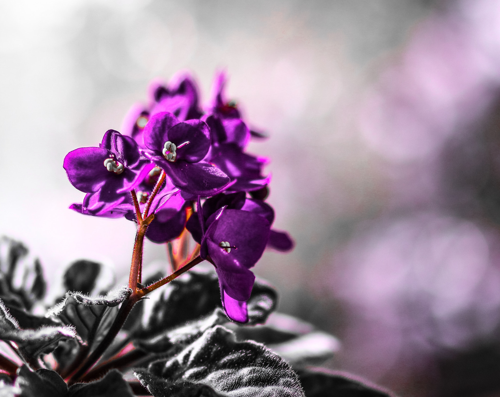 Canon EF 85mm F1.8 USM sample photo. Violets photography