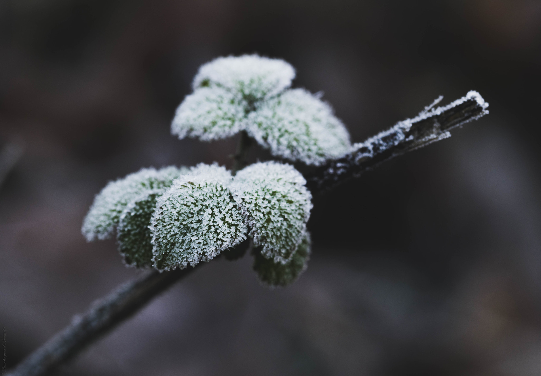 Sigma 105mm F2.8 EX DG OS HSM sample photo