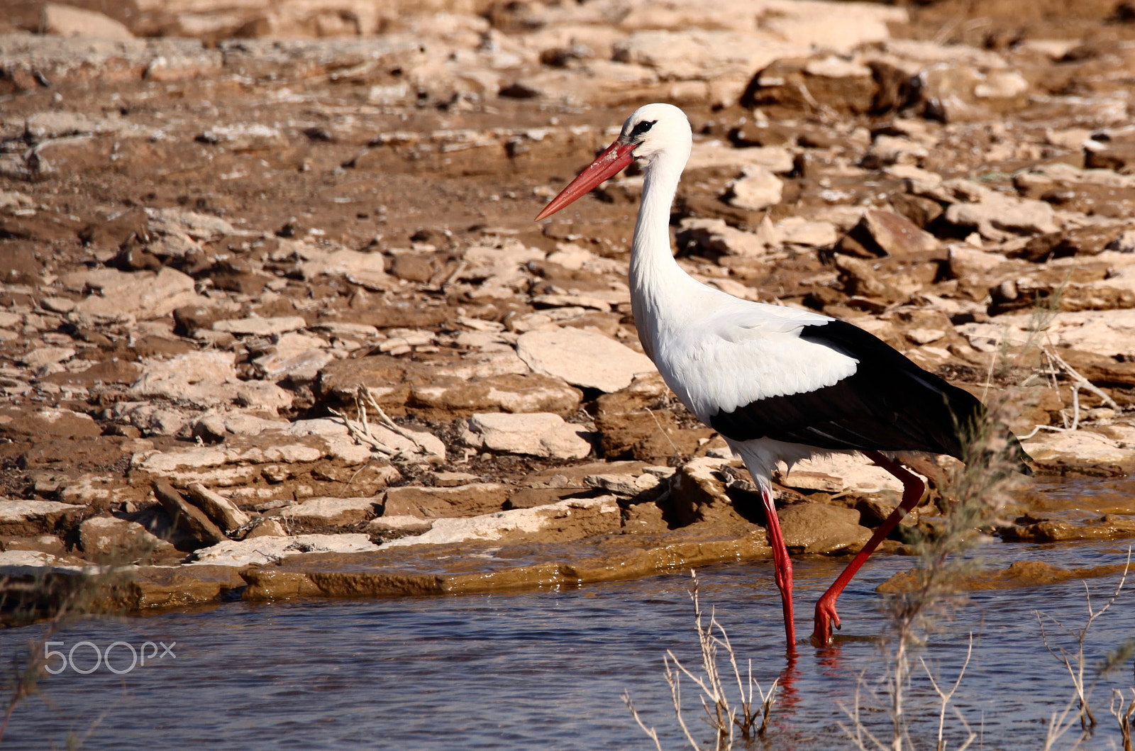 Sigma 150mm f/2.8 EX DG OS HSM APO Macro sample photo. White stork photography