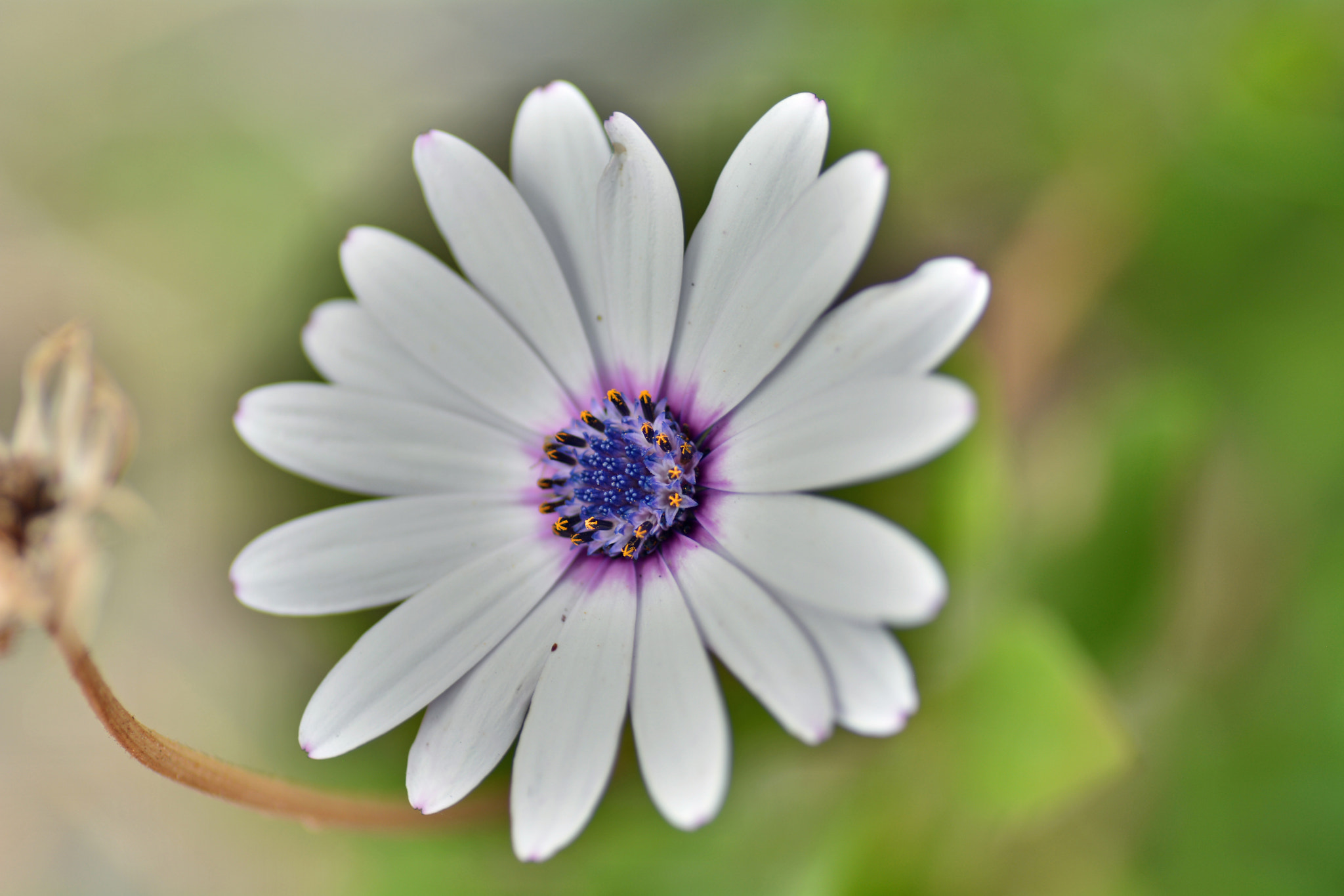Nikon D7100 sample photo. In flower photography