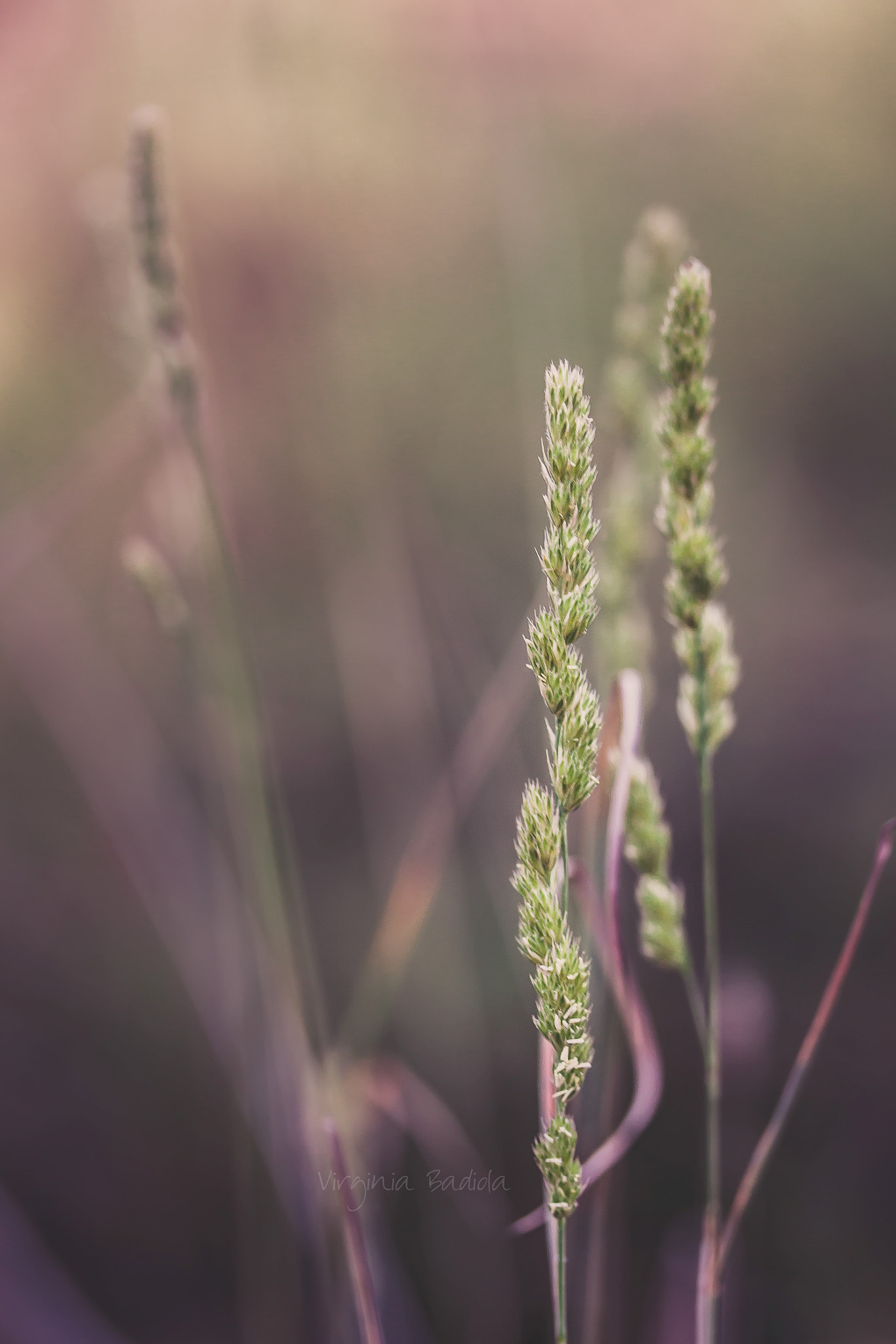 Canon EF-S 60mm F2.8 Macro USM sample photo. *** photography