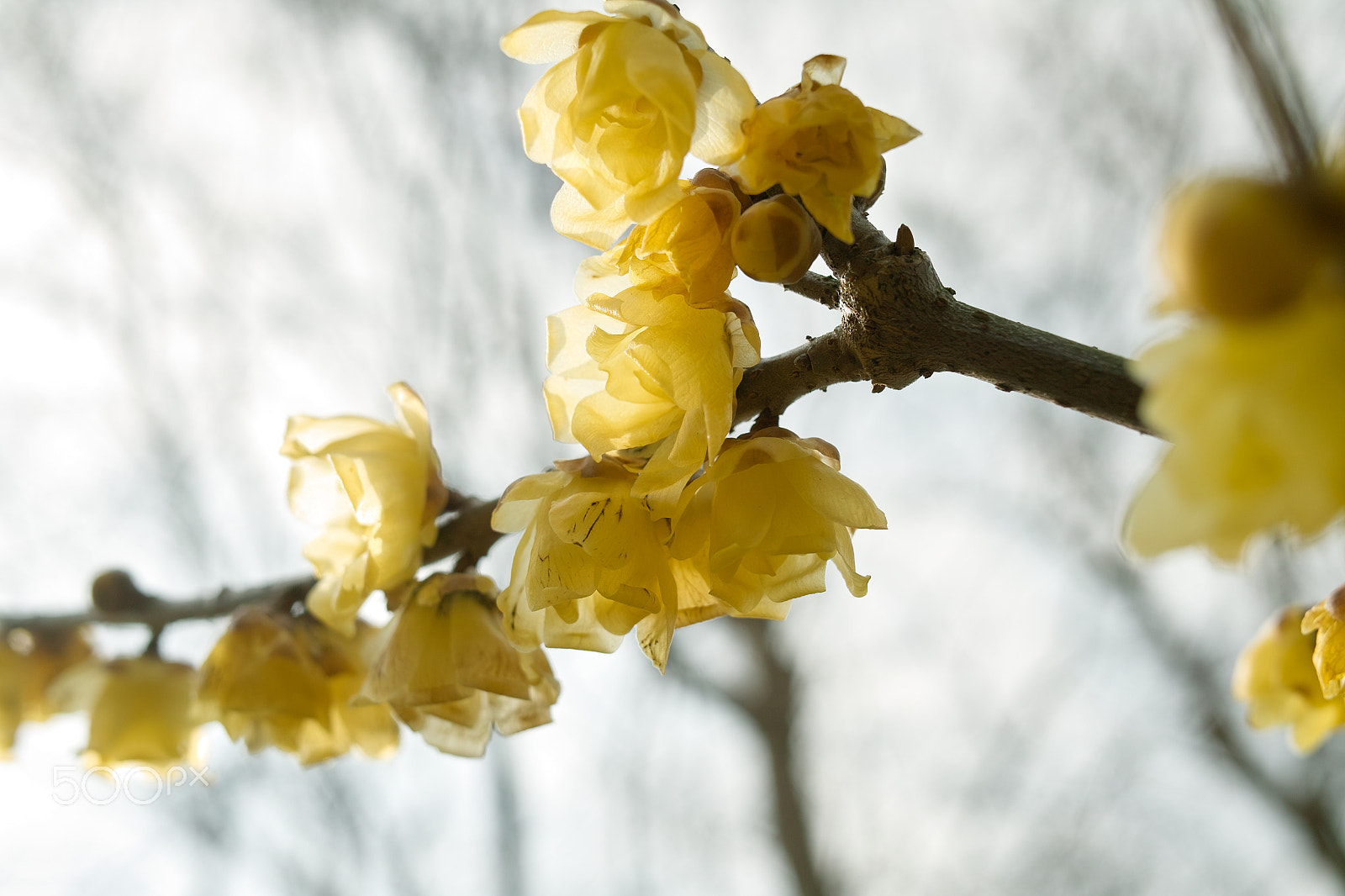 Sigma DP2x sample photo. Wintersweet そしんろうばい　 dpx sdim photography