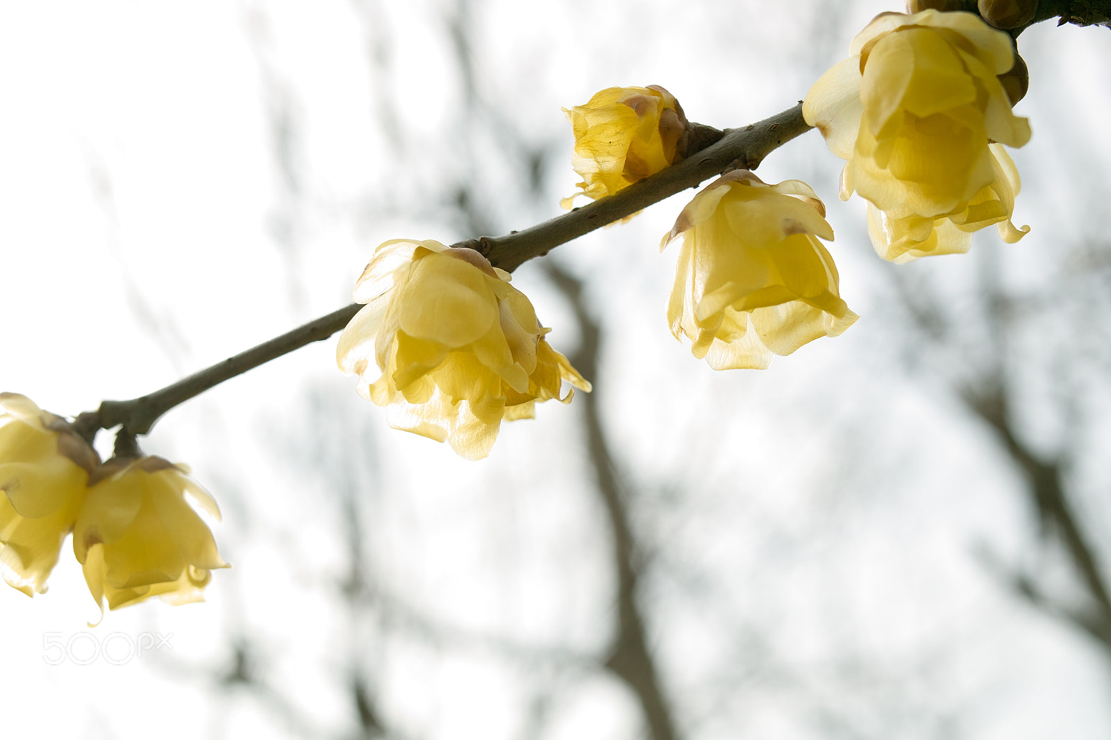 Sigma DP2x sample photo. Wintersweet そしんろうばい　 dpx sdim photography