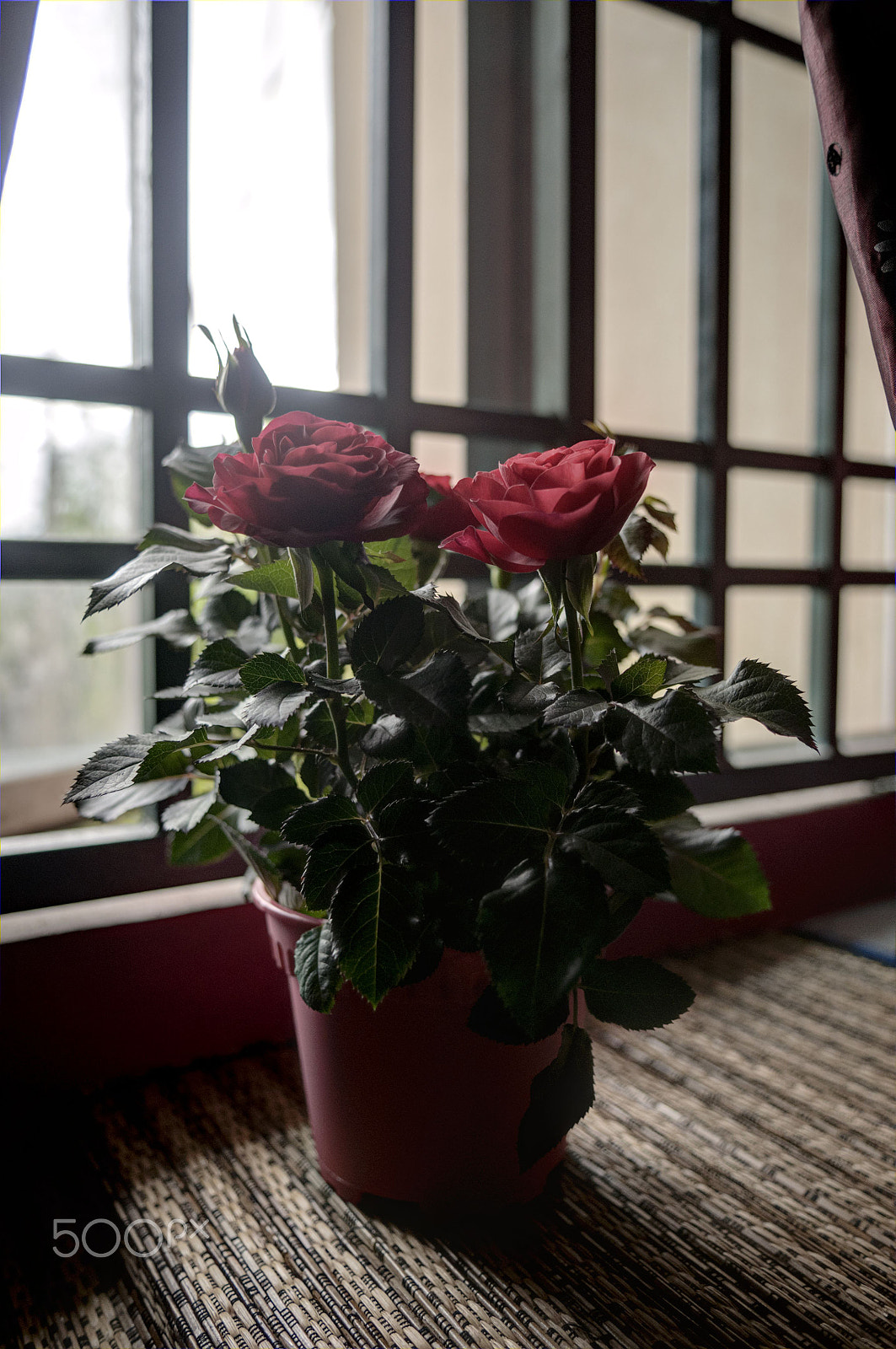 Nikon D300S sample photo. Natural photography