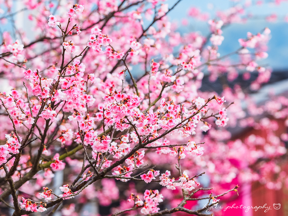 Olympus OM-D E-M1 + Sigma 150mm F2.8 EX DG Macro HSM sample photo. 寒櫻 photography