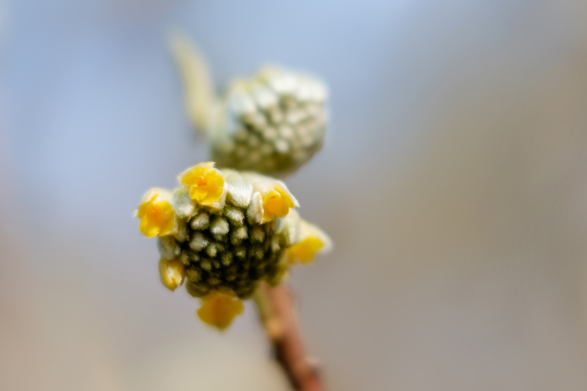 Fujifilm X-T1 + Fujifilm XF 56mm F1.2 R APD sample photo. Oriental paperbush flower photography