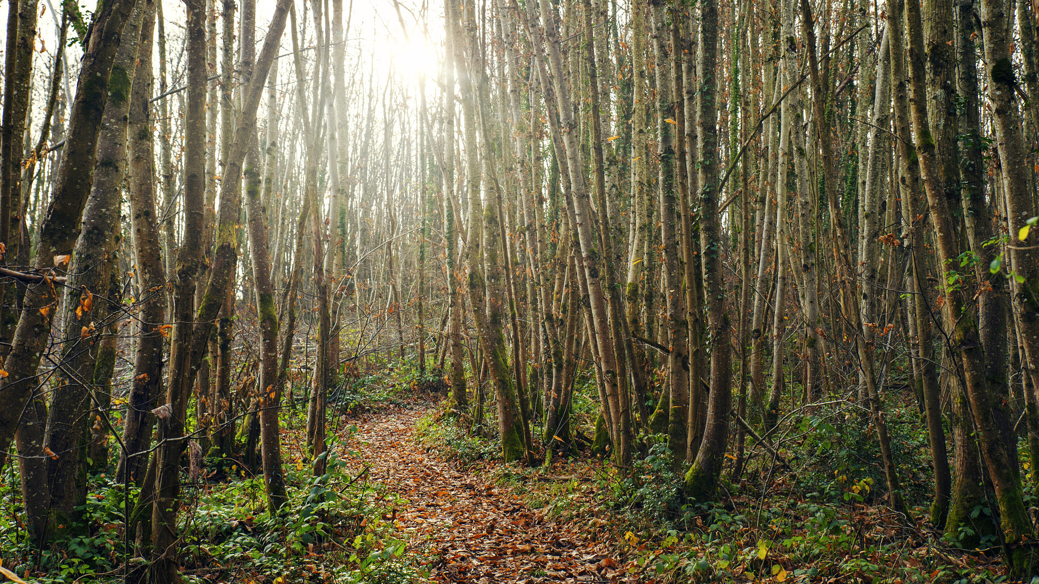 Nikon Df sample photo. Through the forest photography