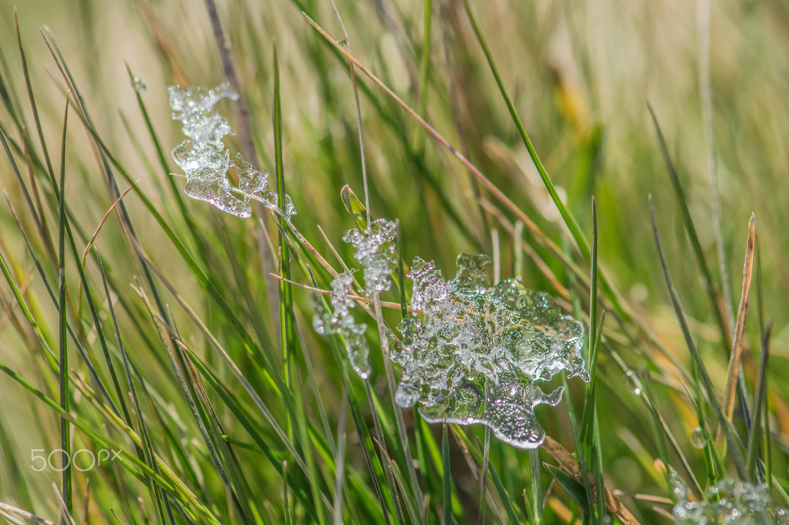Nikon AF-S Micro-Nikkor 105mm F2.8G IF-ED VR sample photo. Frozen photography