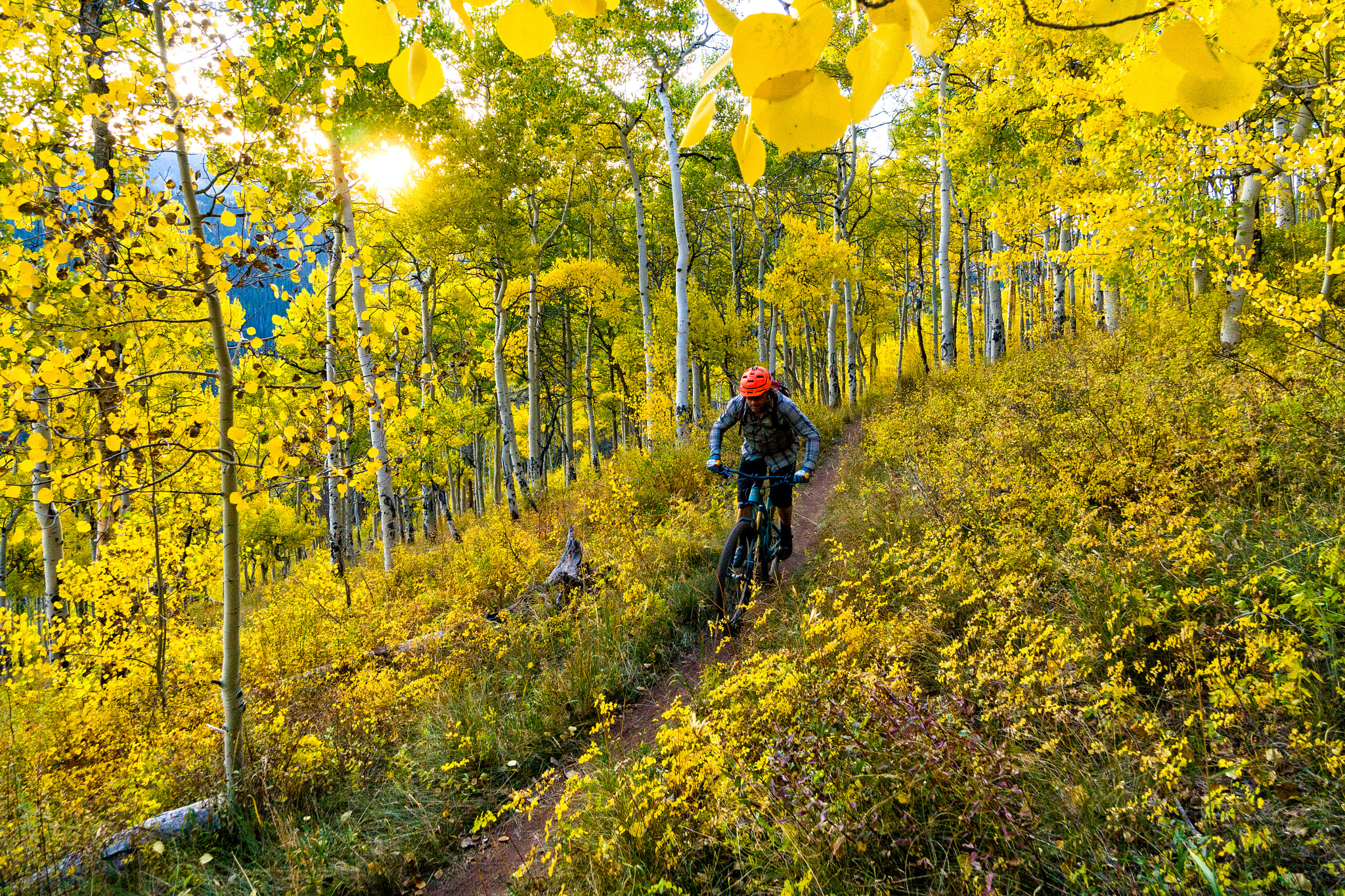 Sony a6300 + Sony E 10-18mm F4 OSS sample photo. Fall mountain biking singltrack in aspen forest photography