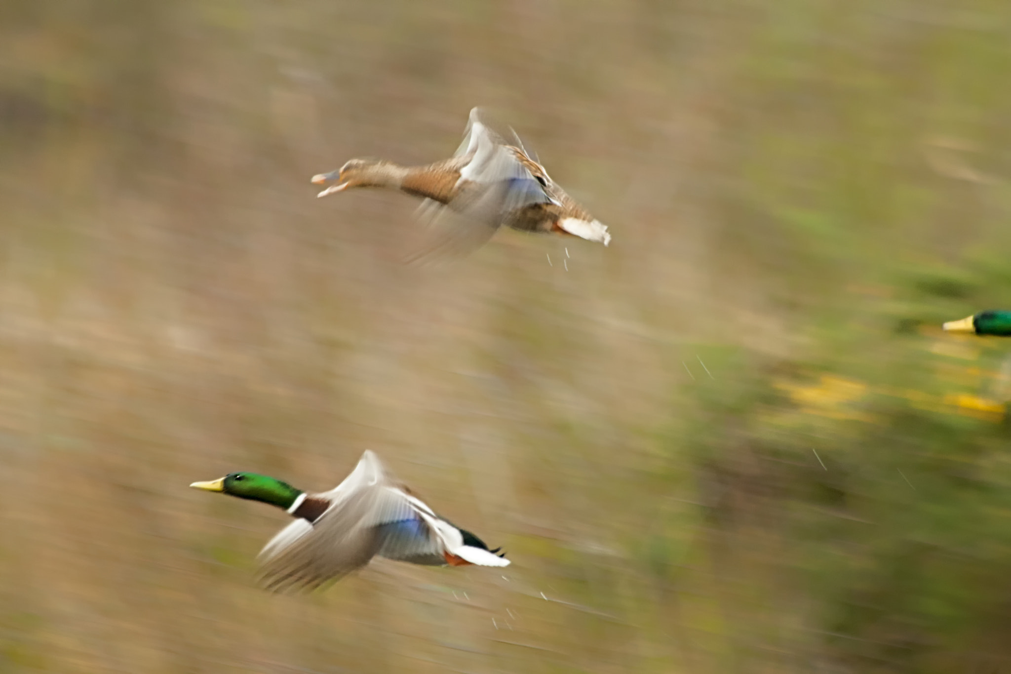 Canon EF 70-300mm F4-5.6 IS USM sample photo. The chase photography