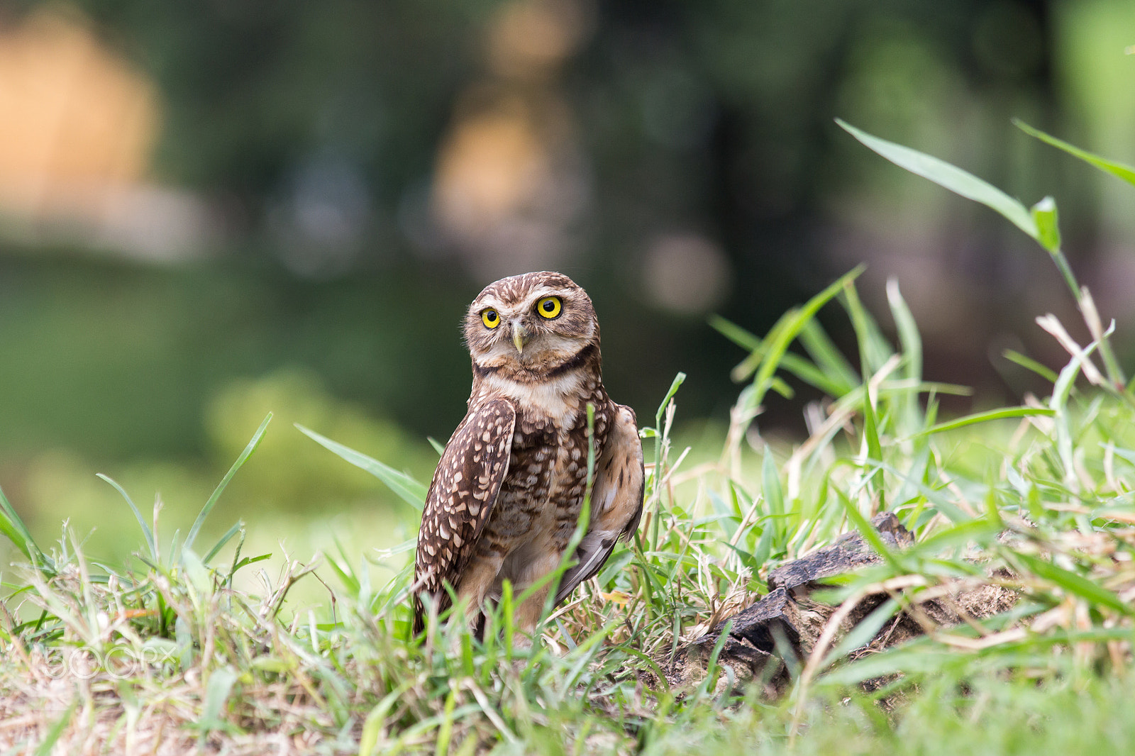 Canon EOS 650D (EOS Rebel T4i / EOS Kiss X6i) + Canon EF 70-300mm F4-5.6 IS USM sample photo. Burrowing owl photography