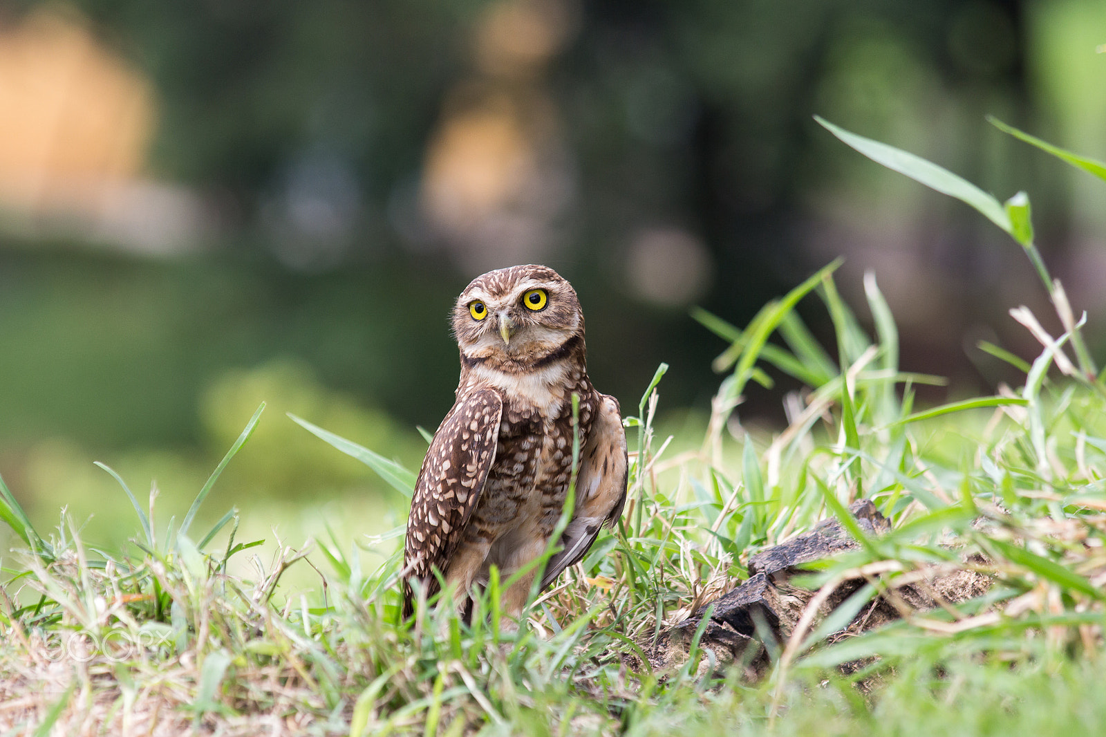 Canon EOS 650D (EOS Rebel T4i / EOS Kiss X6i) sample photo. Burrowing owl photography