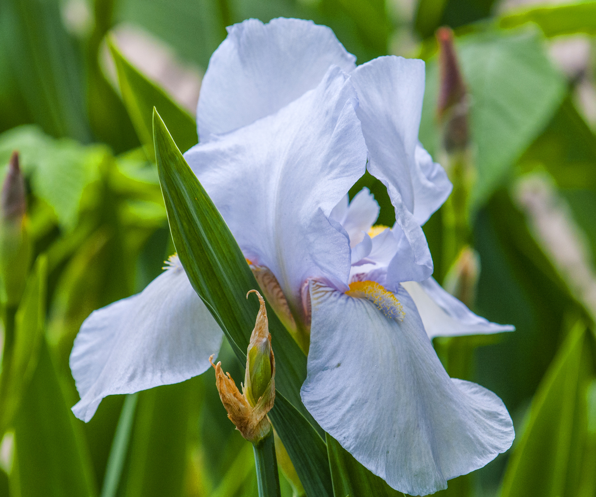 Nikon D300 sample photo. Iris photography