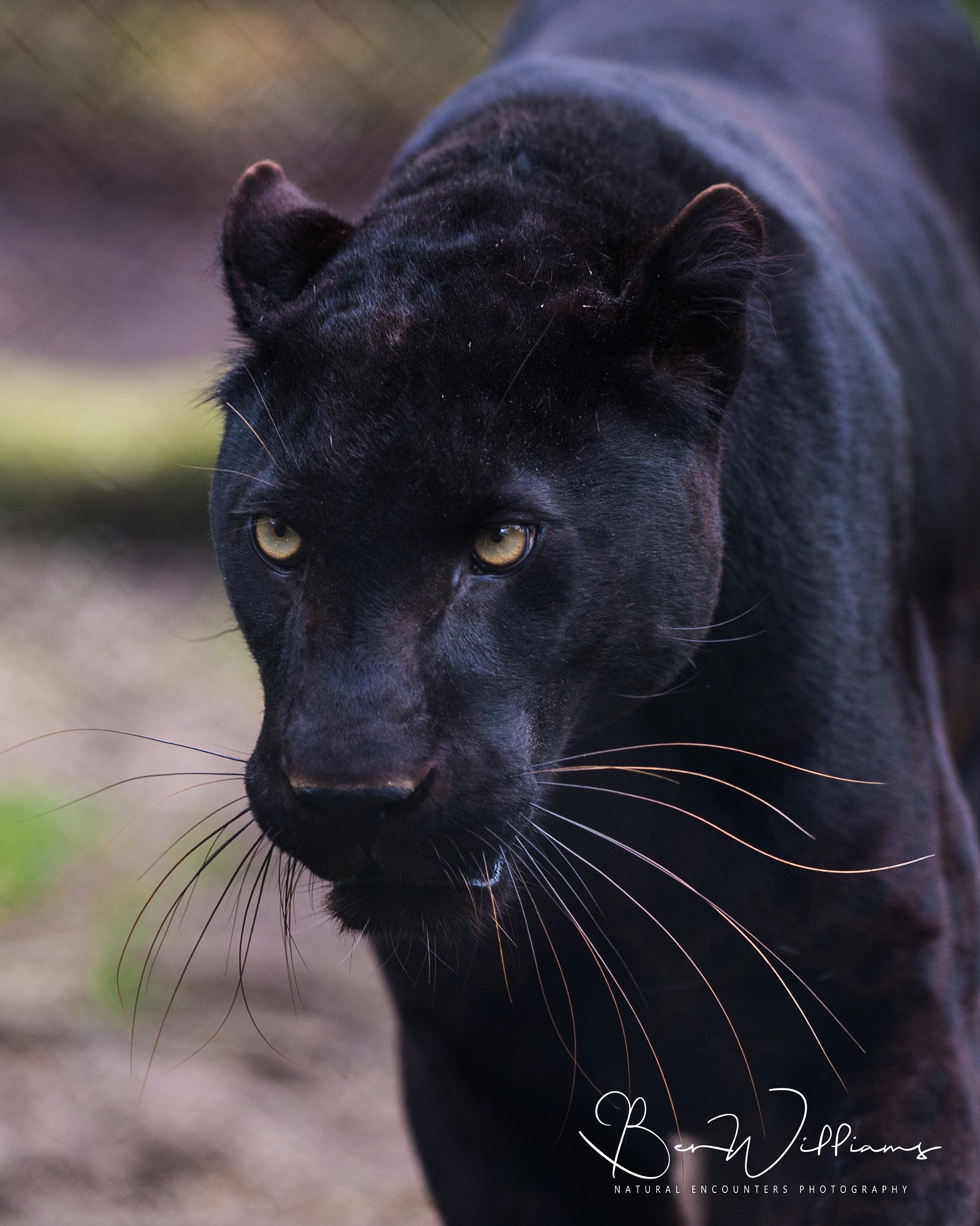 Nikon AF-S Nikkor 300mm F2.8G ED VR II sample photo. Black leopard photography