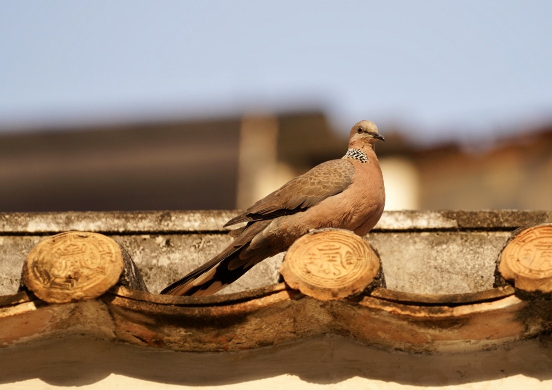 Sony a7R II + Sony FE 70-200mm F4 G OSS sample photo. Bird in macau photography