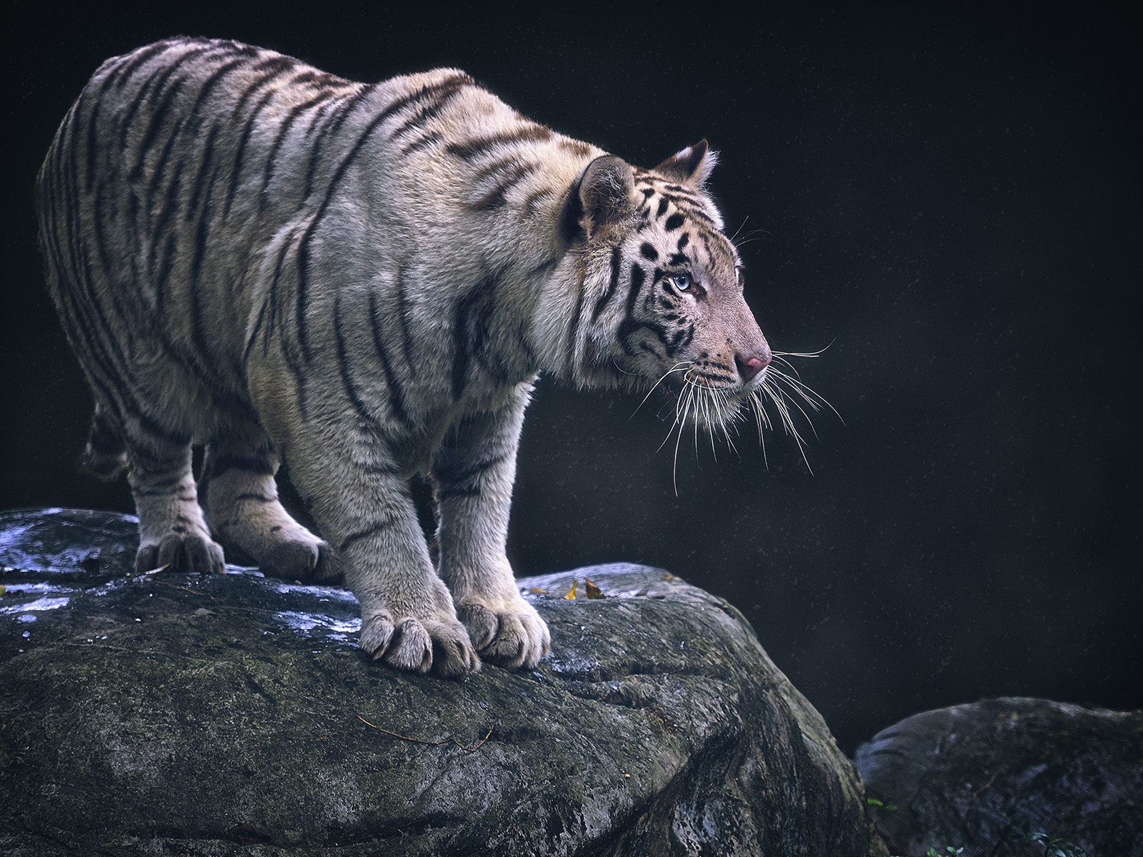 Olympus OM-D E-M1 + Olympus M.Zuiko Digital ED 40-150mm F2.8 Pro sample photo. Alertness of the white tiger photography