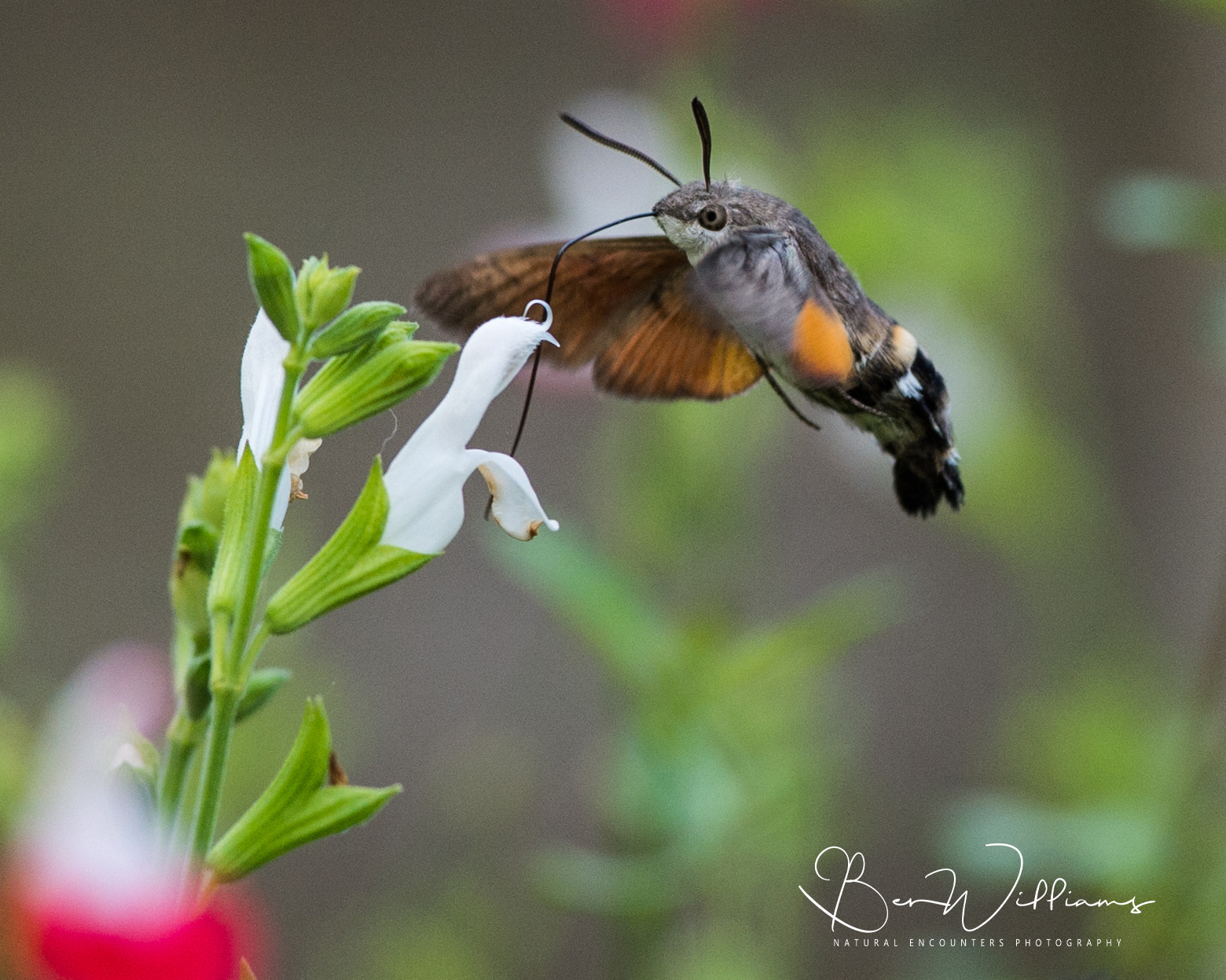 Nikon AF-S Nikkor 300mm F2.8G ED VR II sample photo. Hummingbird hawk moth feeding photography