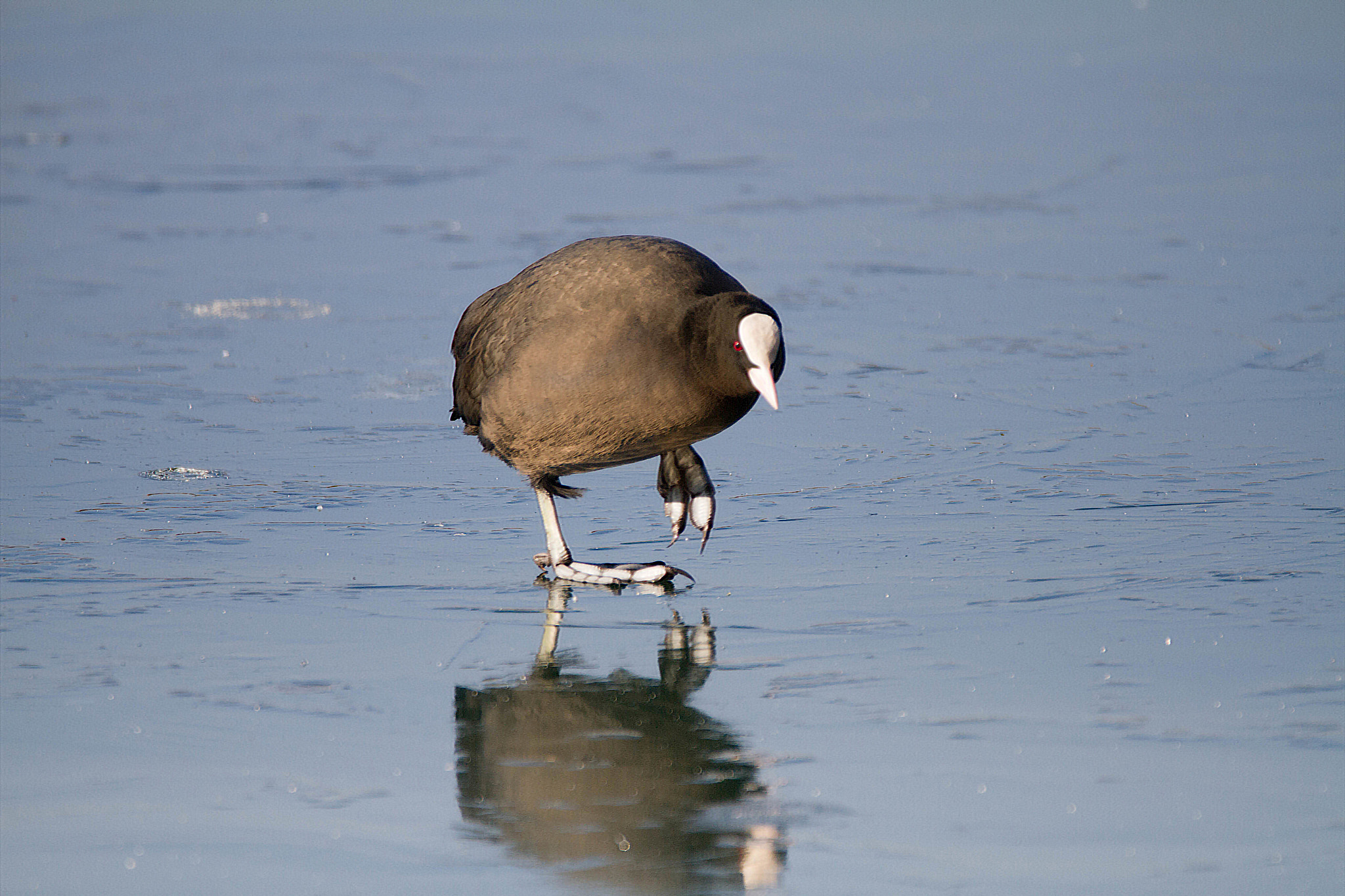 150-600mm F5-6.3 DG OS HSM | Contemporary 015 sample photo. Walking on ice.. photography