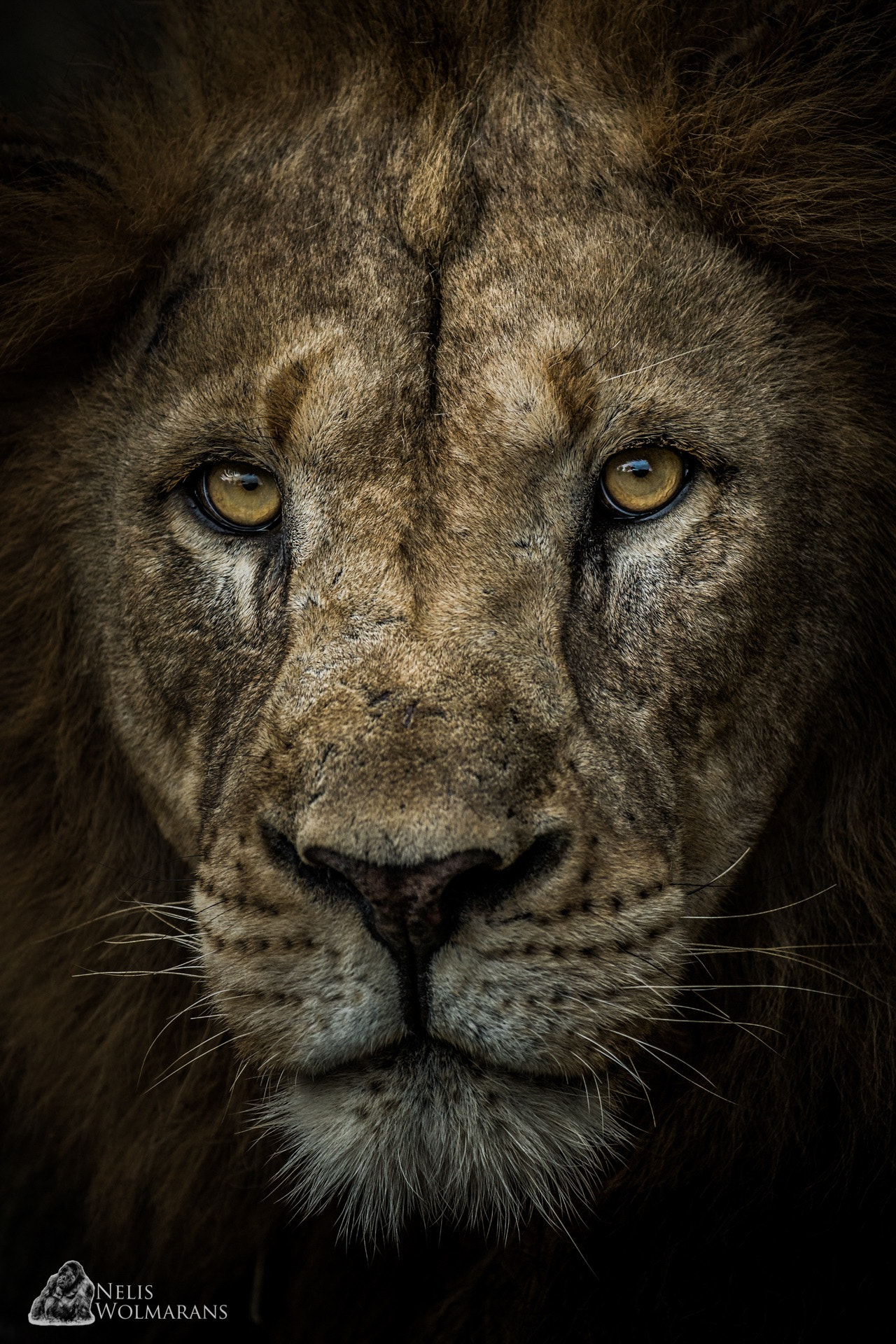 Canon EF 200-400mm F4L IS USM Extender 1.4x sample photo. Stare into my eyes... photography