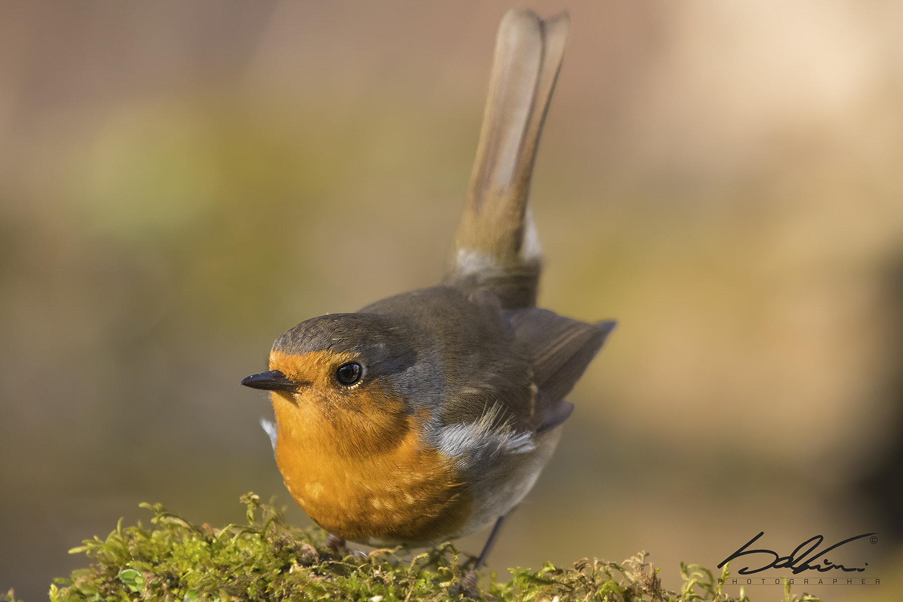Canon EF 70-200mm F2.8L IS II USM sample photo. Il pettirosso photography