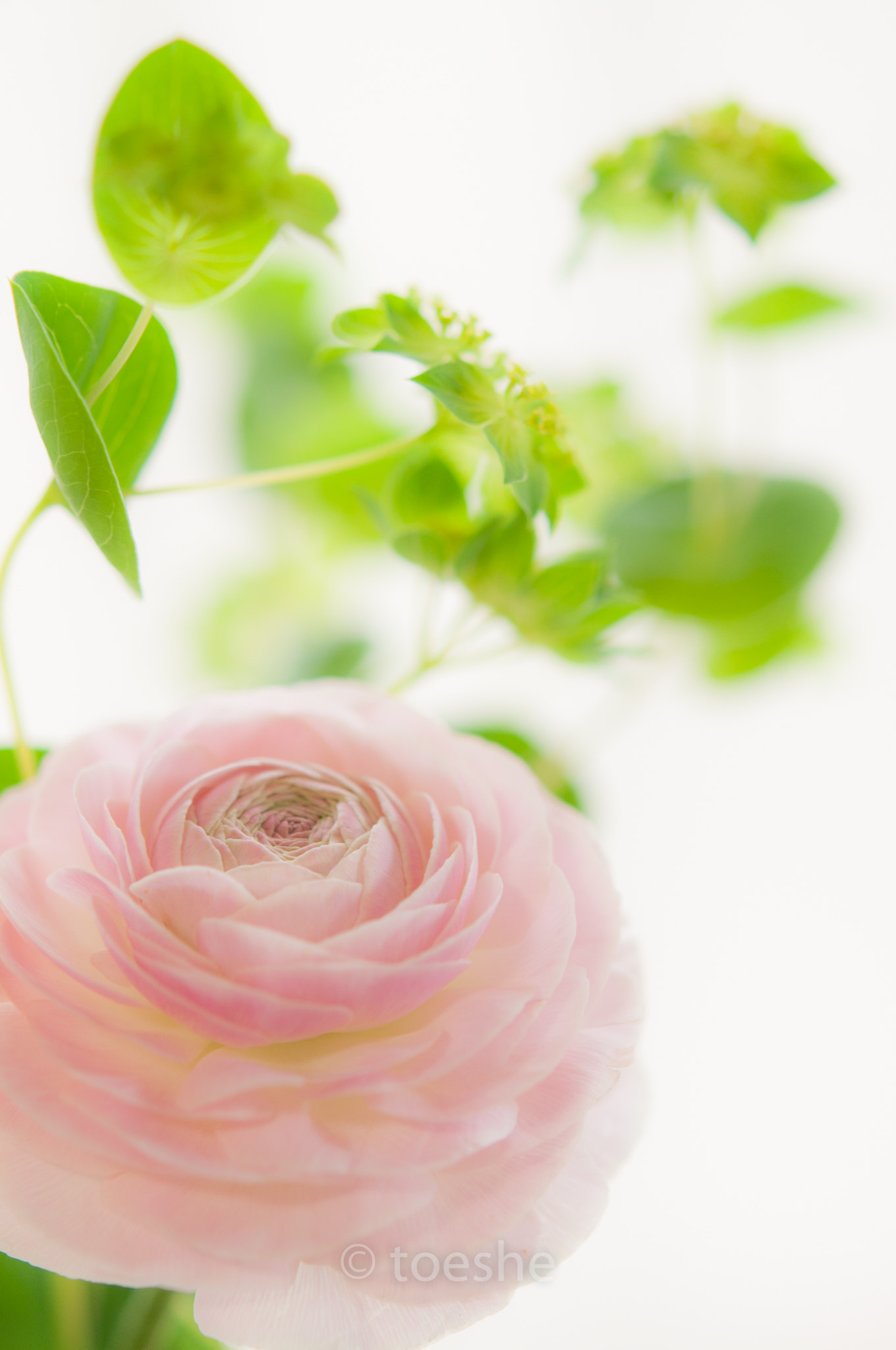 Nikon AF-S Micro-Nikkor 60mm F2.8G ED sample photo. * photography
