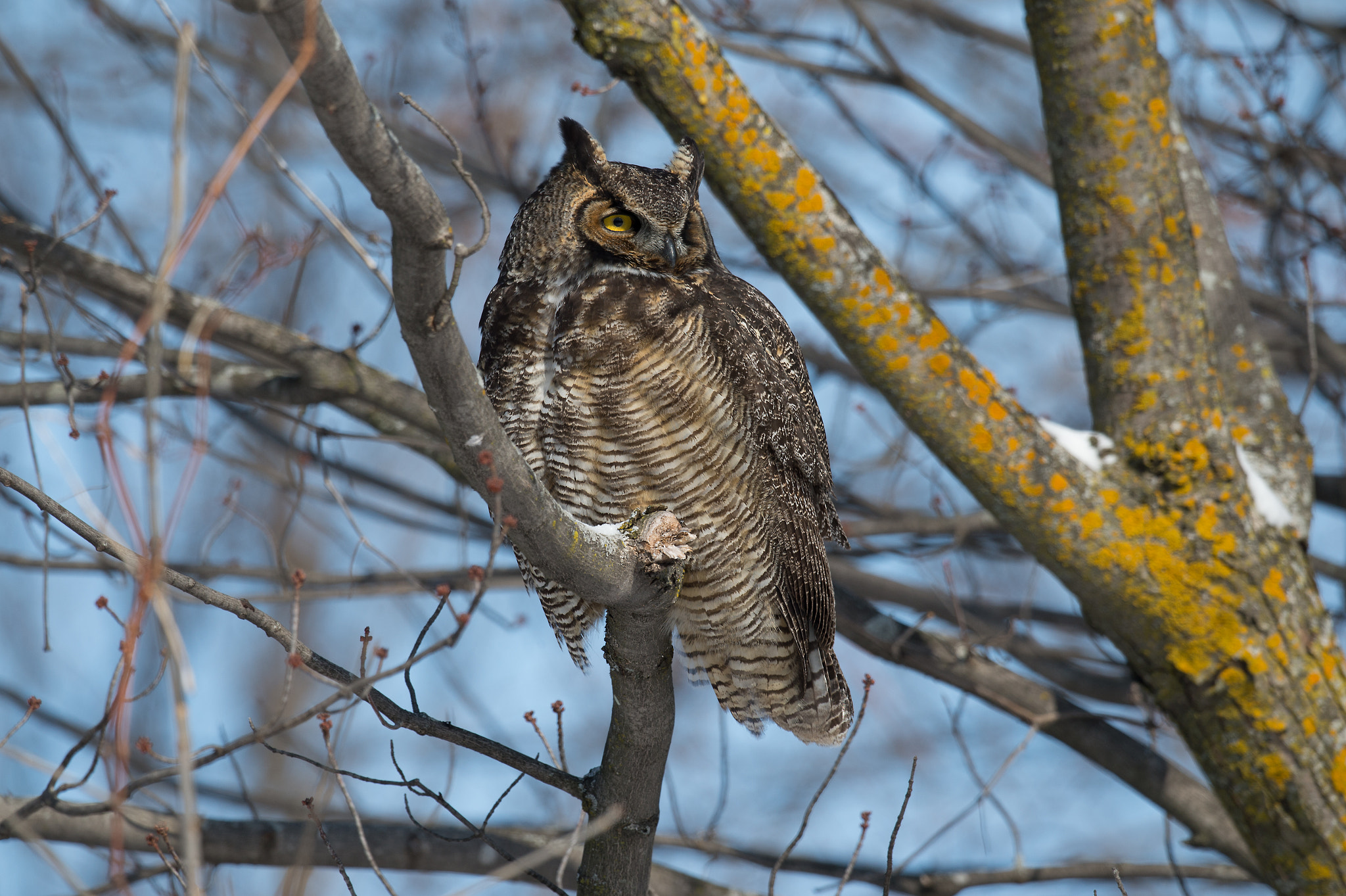 Nikon D4 + Nikon AF-S Nikkor 800mm F5.6E FL ED VR sample photo. Grand-duc d'amerique / bubo virginianus / great horned owl photography