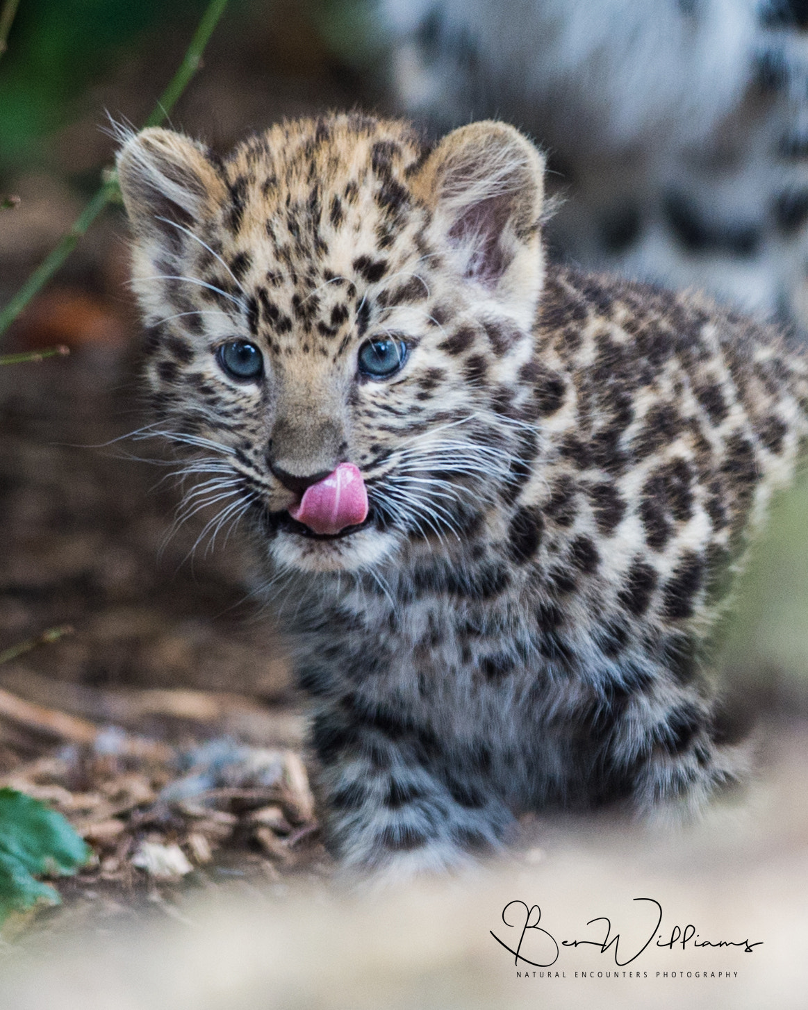 Nikon AF-S Nikkor 300mm F2.8G ED VR II sample photo. Amur leopard cub photography