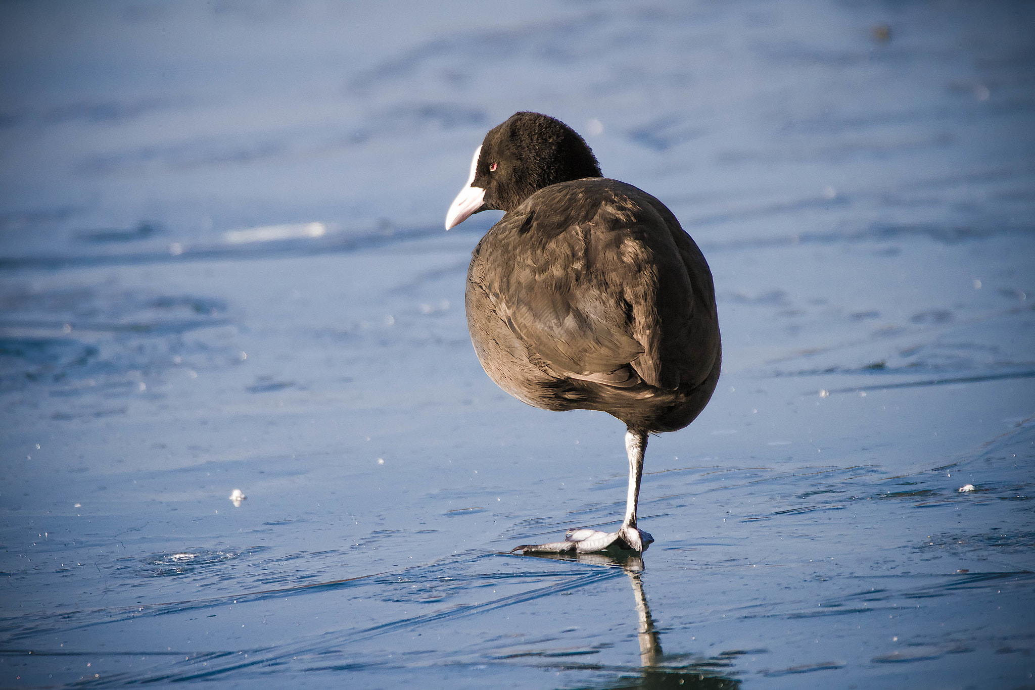 150-600mm F5-6.3 DG OS HSM | Contemporary 015 sample photo. Ice photography