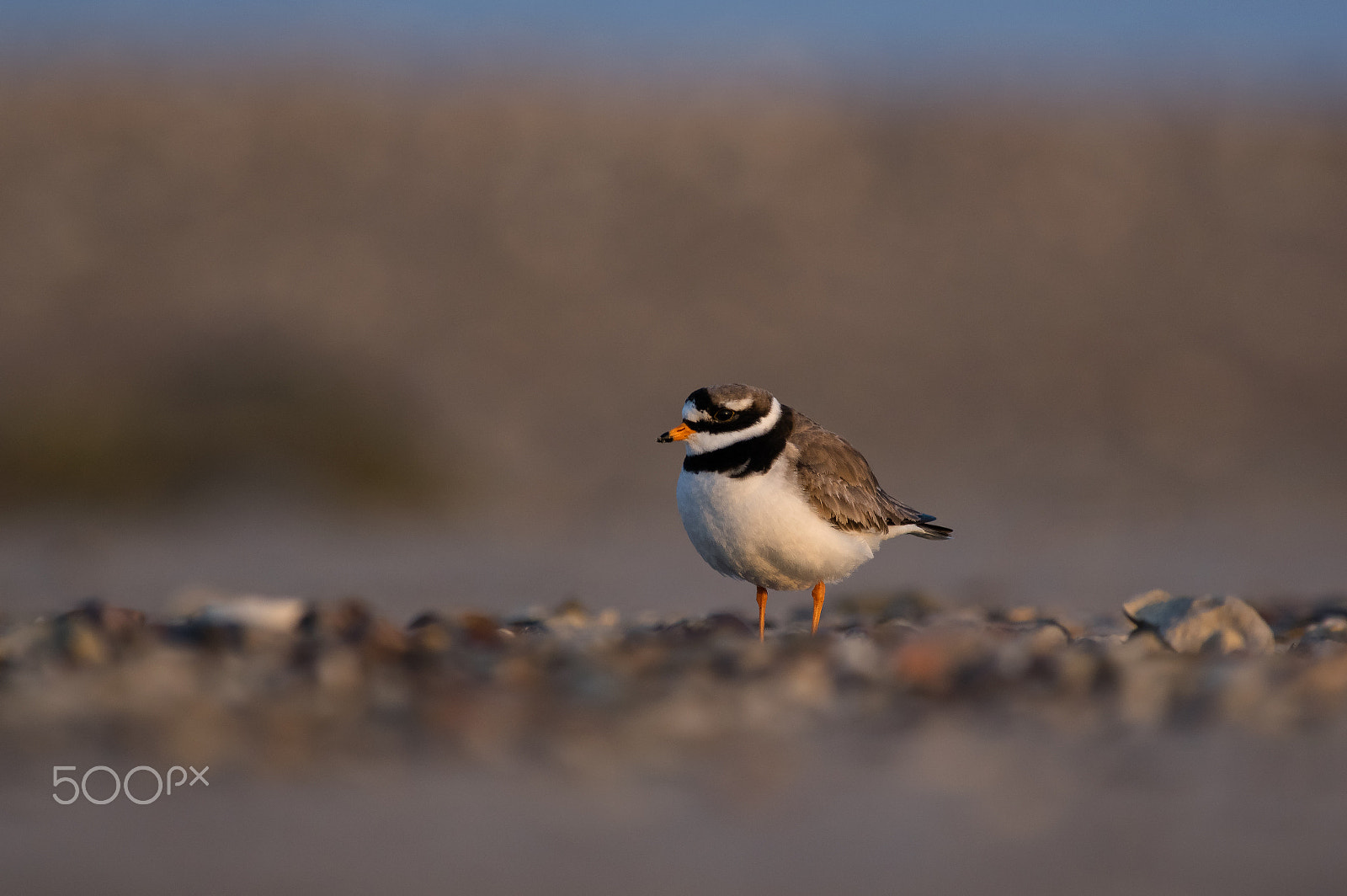 Pentax smc DA* 300mm F4.0 ED (IF) SDM sample photo. Ringed plover photography