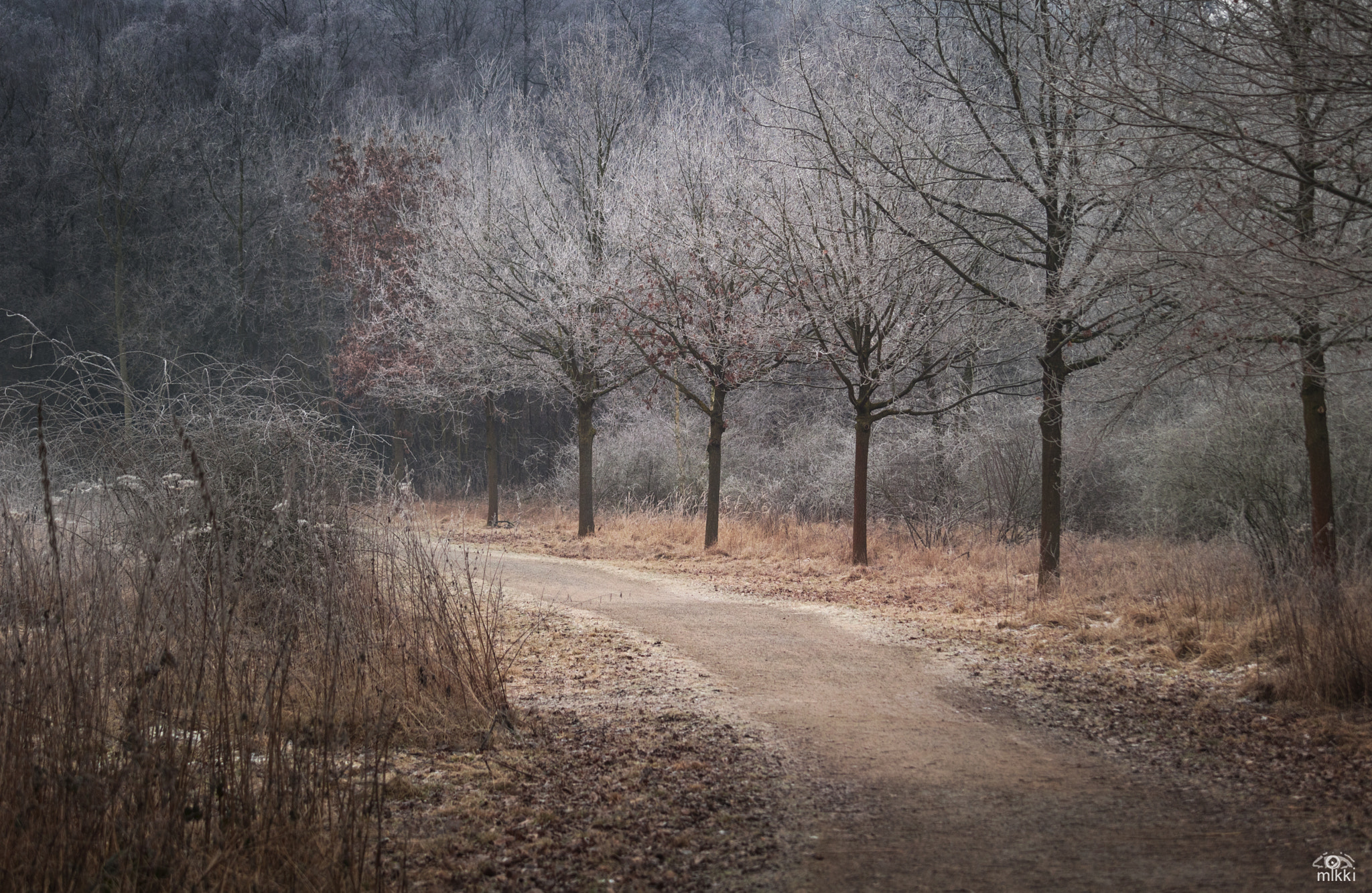 Canon EF-S 55-250mm F4-5.6 IS STM sample photo. Light winter photography