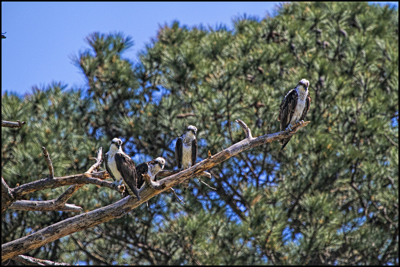 Canon EOS 7D + Canon EF 100-400mm F4.5-5.6L IS USM sample photo. Waiting their turn photography