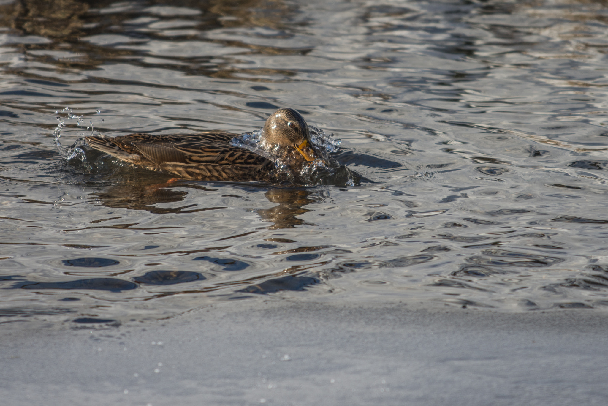 Nikon AF-S Nikkor 70-200mm F4G ED VR sample photo. Mallard photography