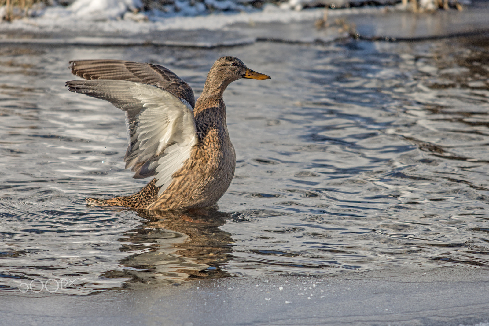 Nikon AF-S Nikkor 70-200mm F4G ED VR sample photo. Mallard photography
